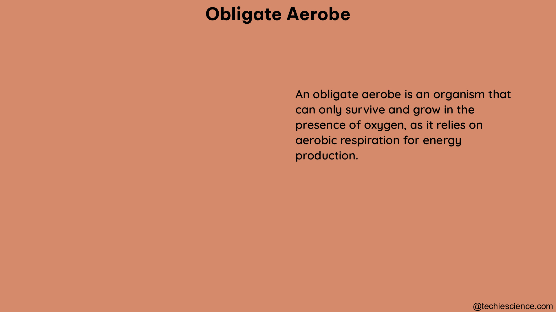 obligate aerobe