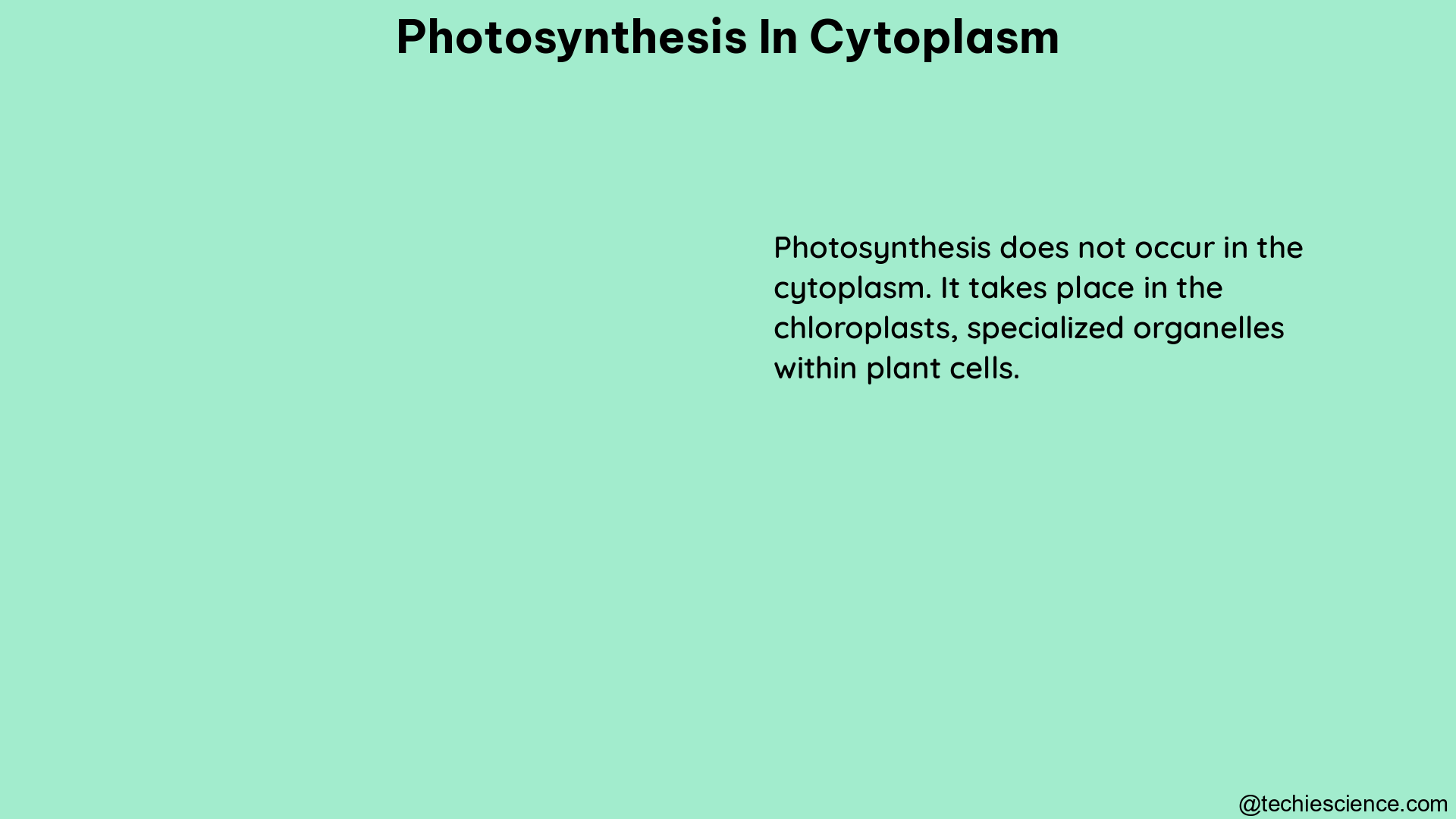 photosynthesis in cytoplasm