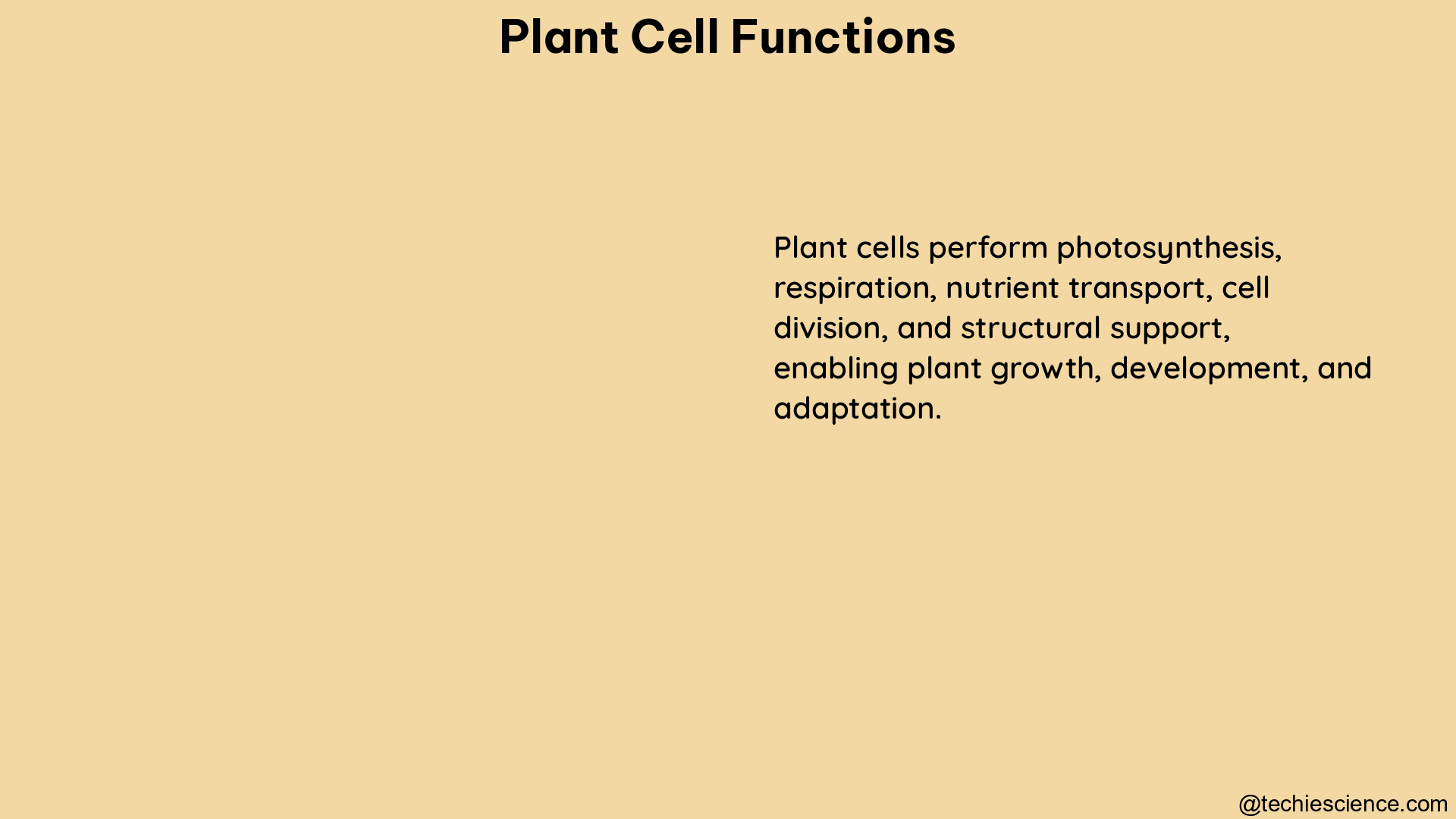 plant cell functions