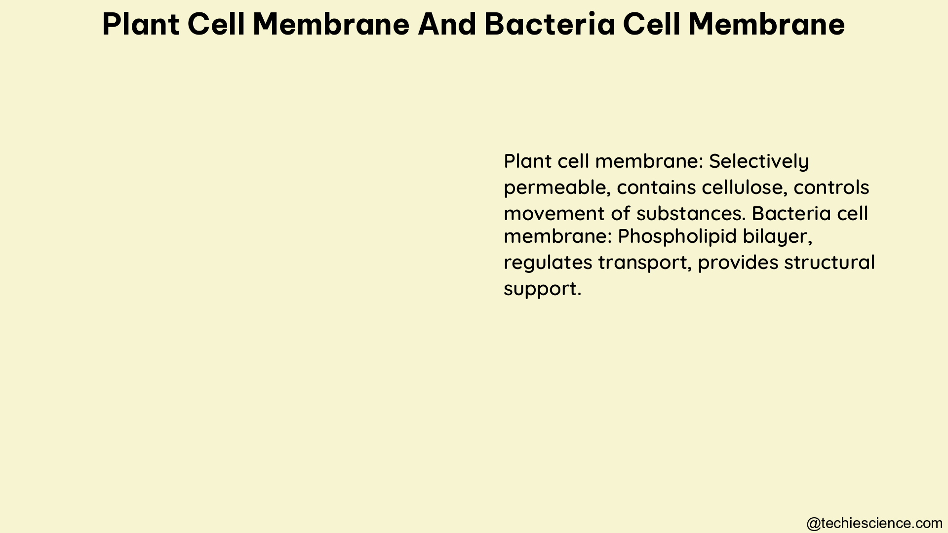 plant cell membrane and bacteria cell membrane