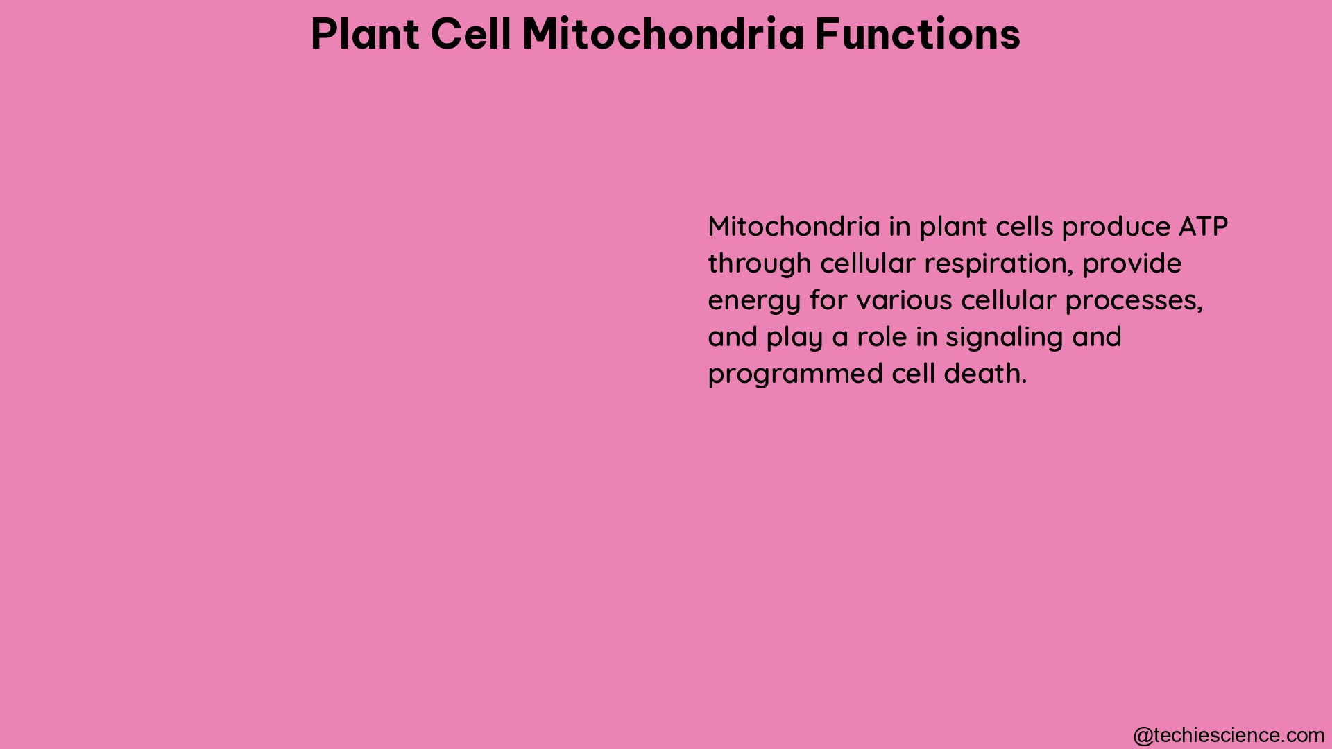 plant cell mitochondria functions