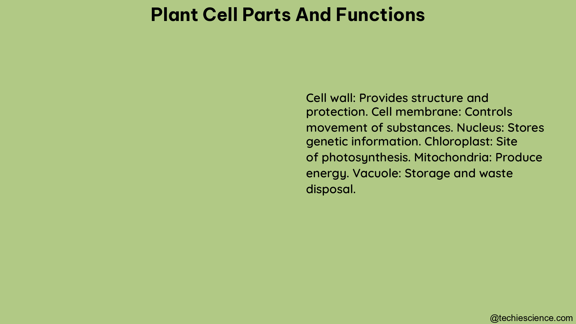 plant cell parts and functions