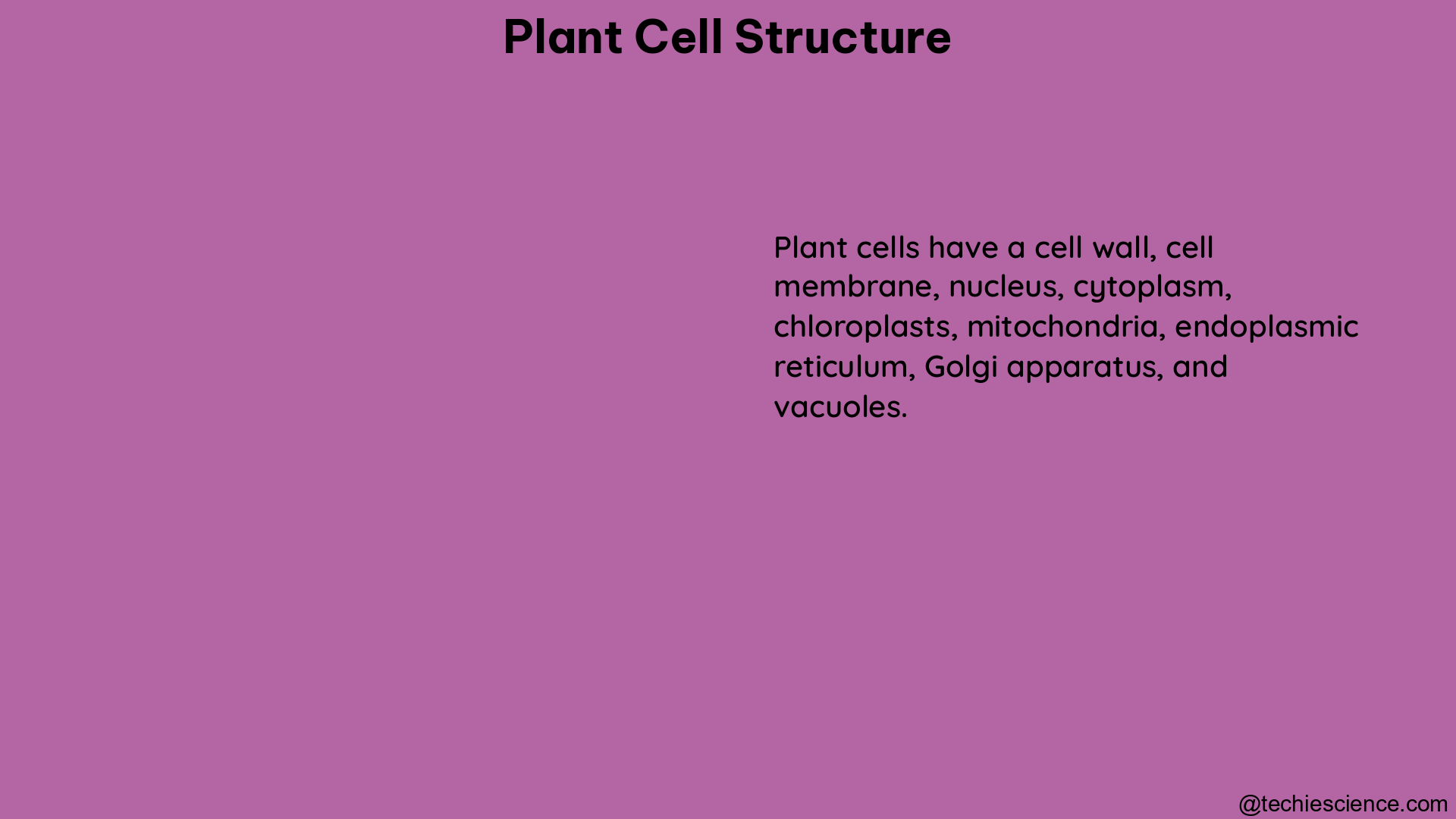 plant cell structure