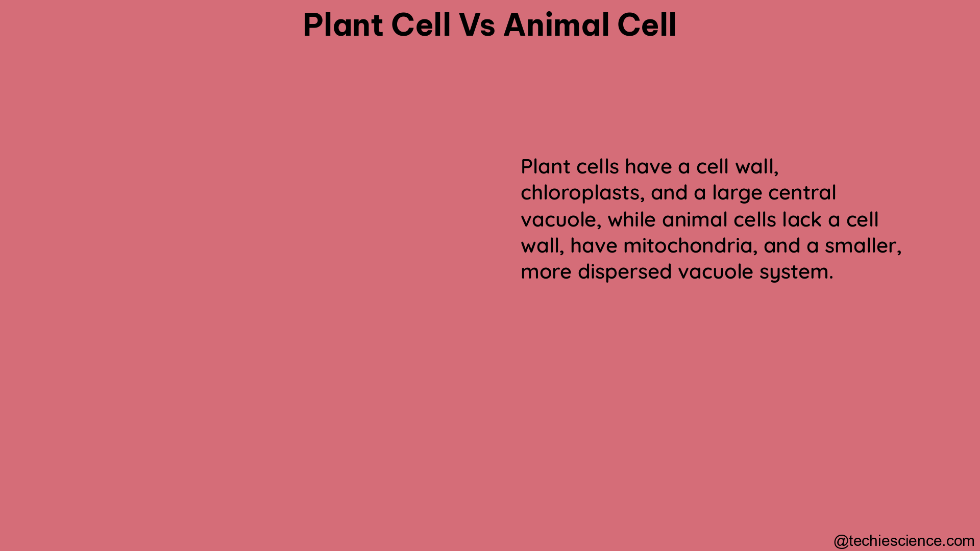 plant cell vs animal cell