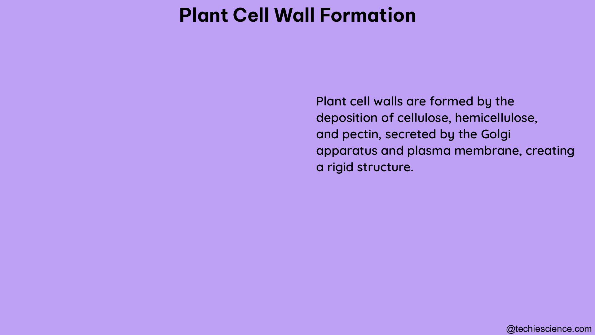 plant cell wall formation