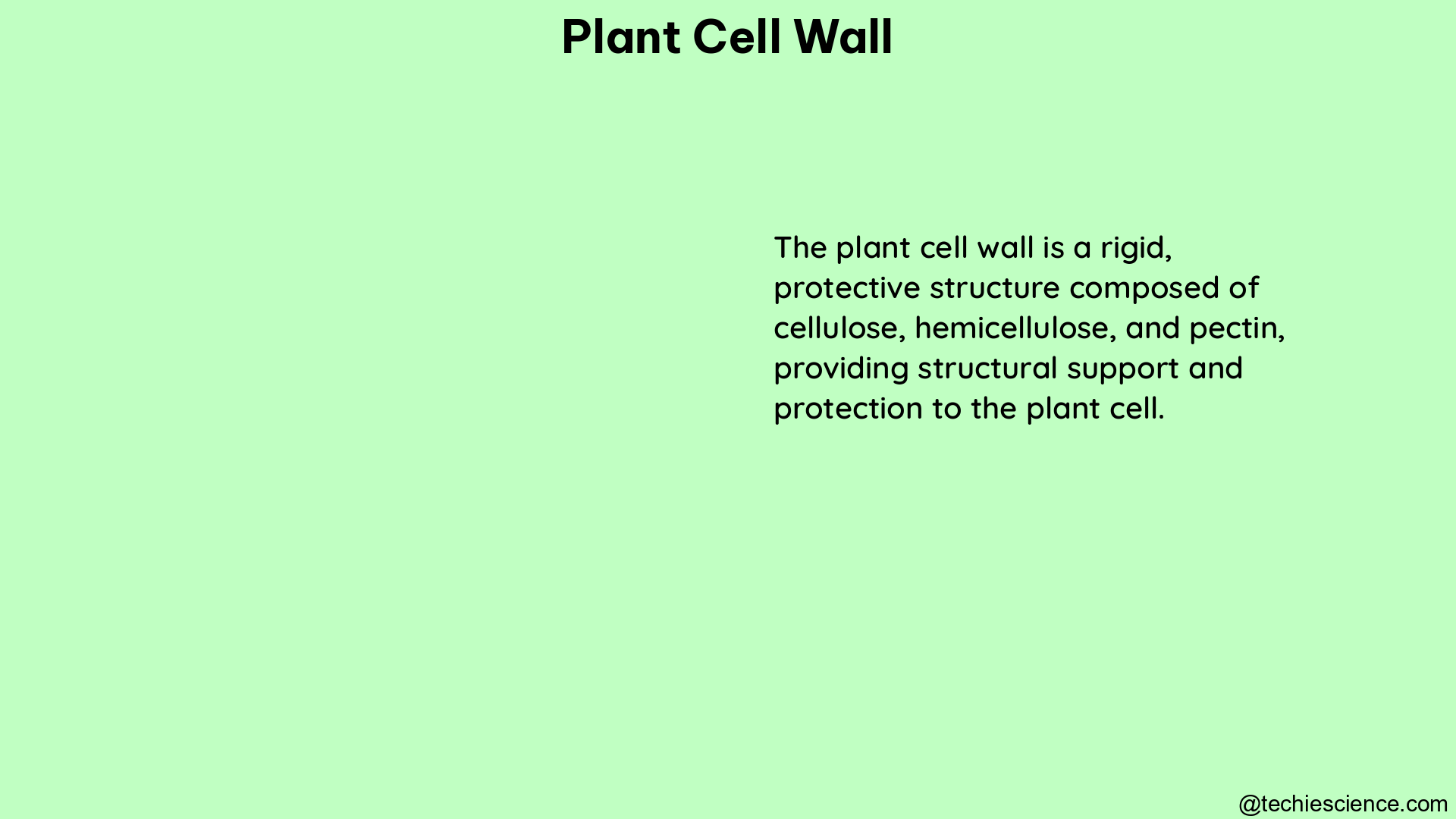 plant cell wall