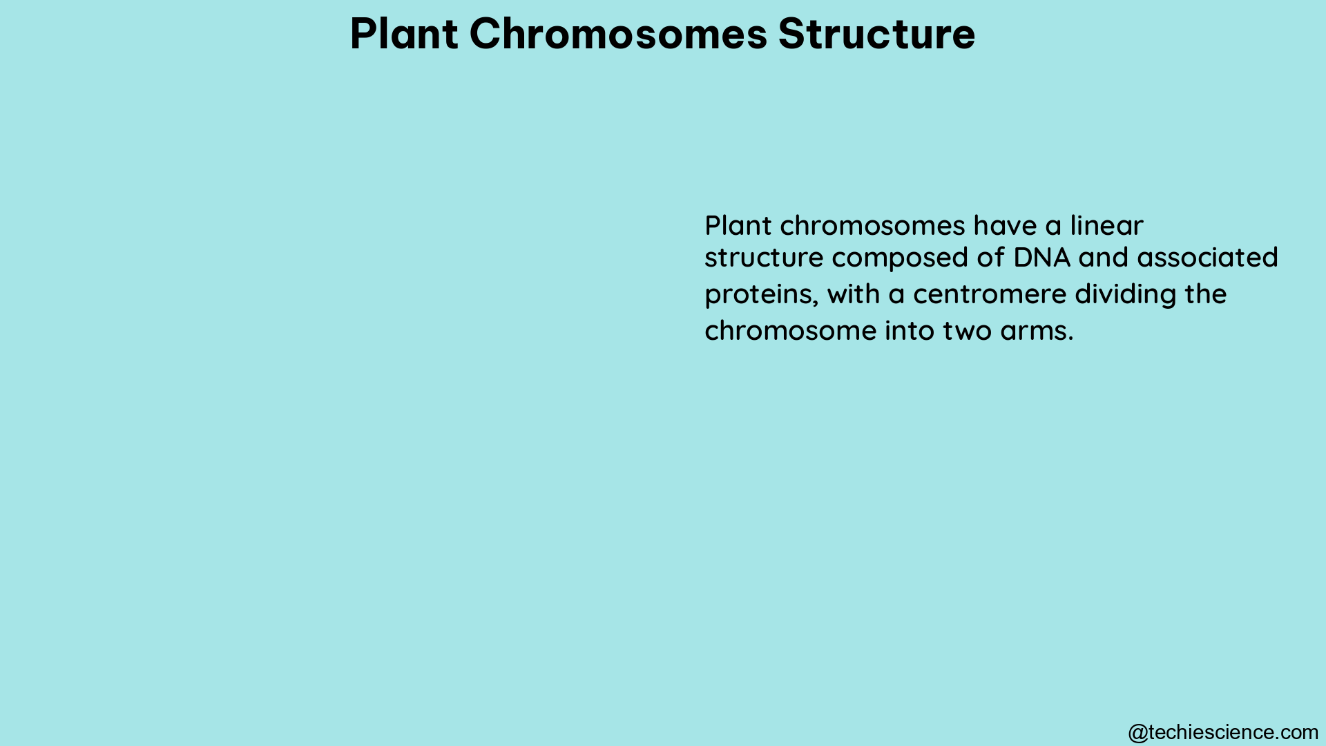 plant chromosomes structure