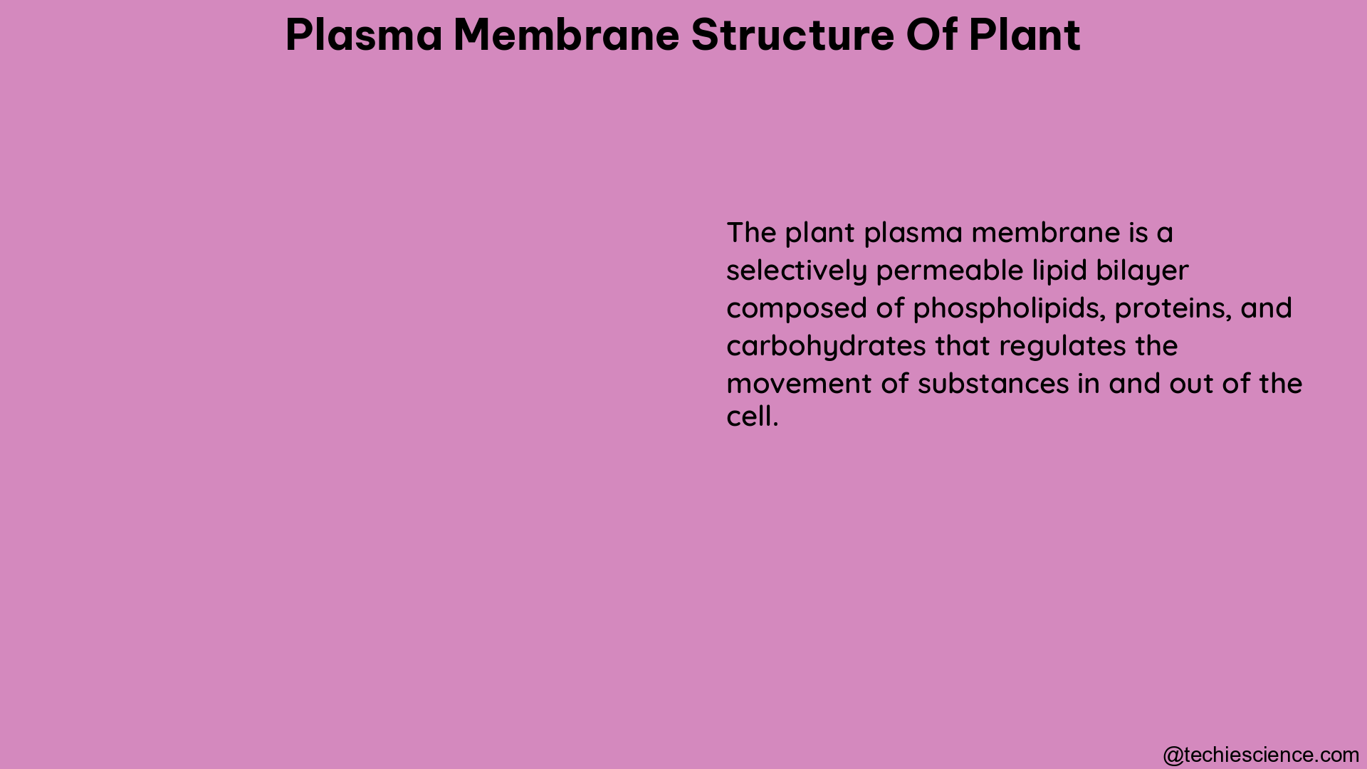 plasma membrane structure of plant