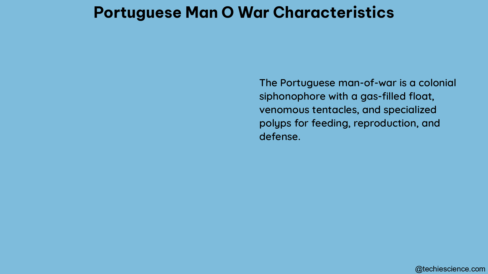 portuguese man o war characteristics