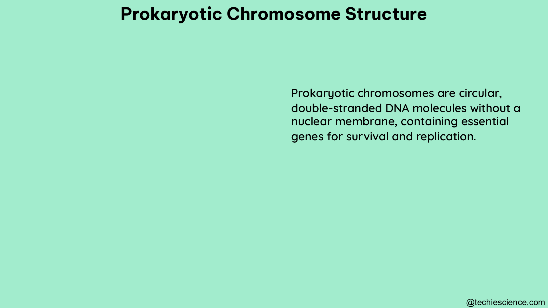 prokaryotic chromosome structure