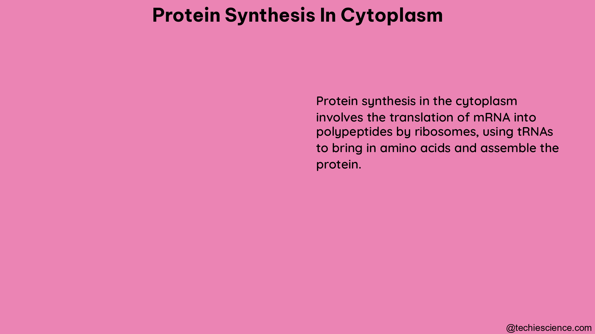 protein synthesis in cytoplasm