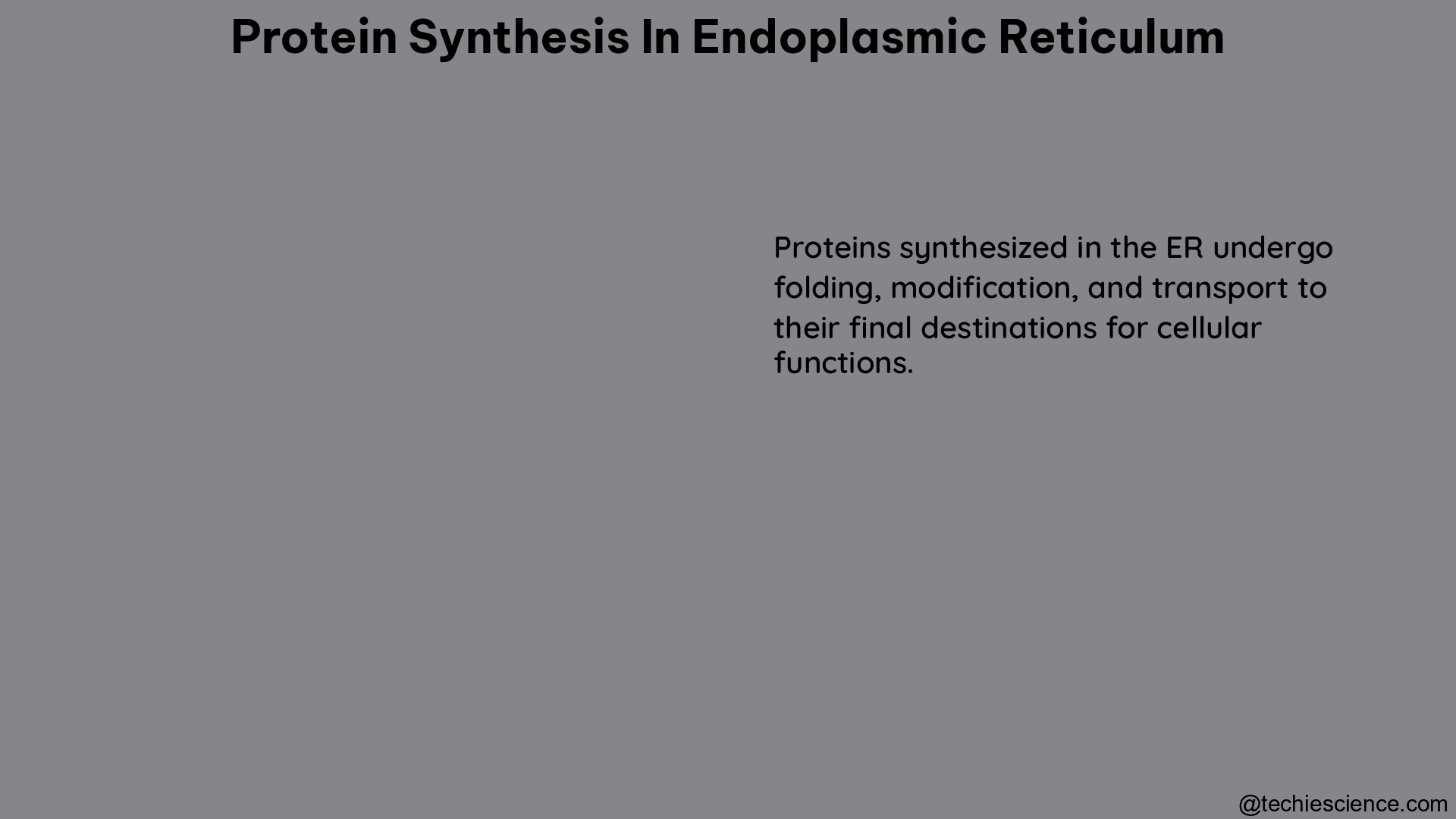 protein synthesis in endoplasmic reticulum