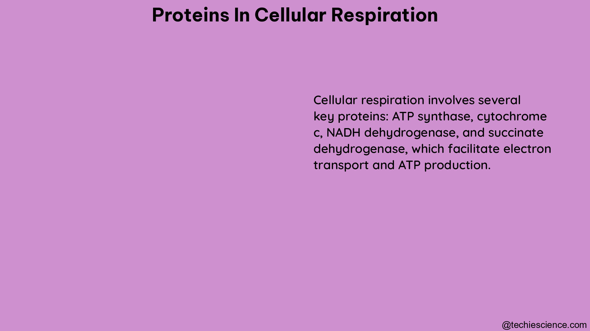 proteins in cellular respiration