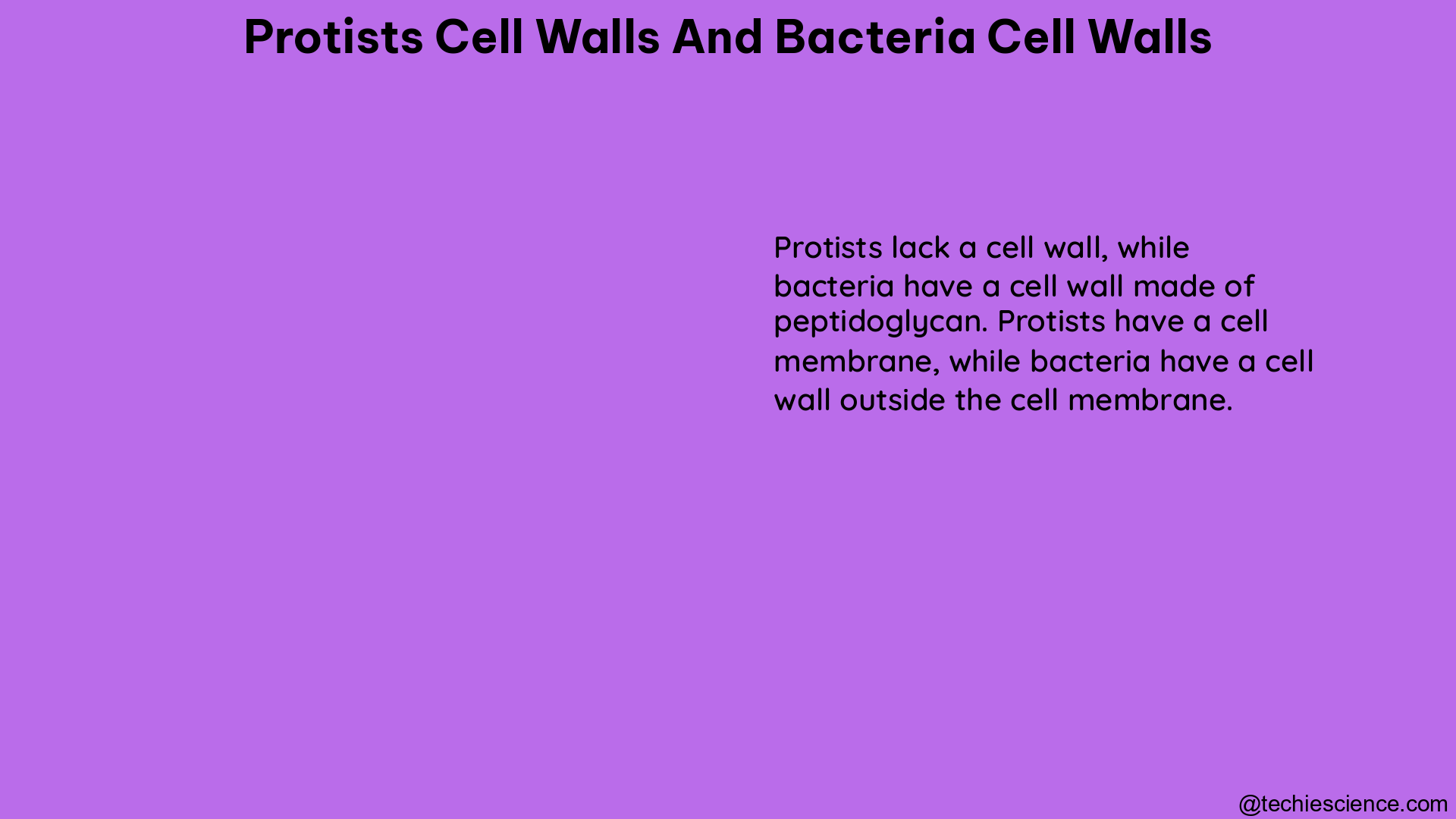 protists cell walls and bacteria cell walls