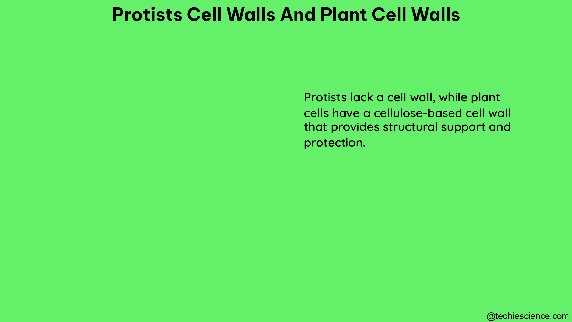 protists cell walls and plant cell walls