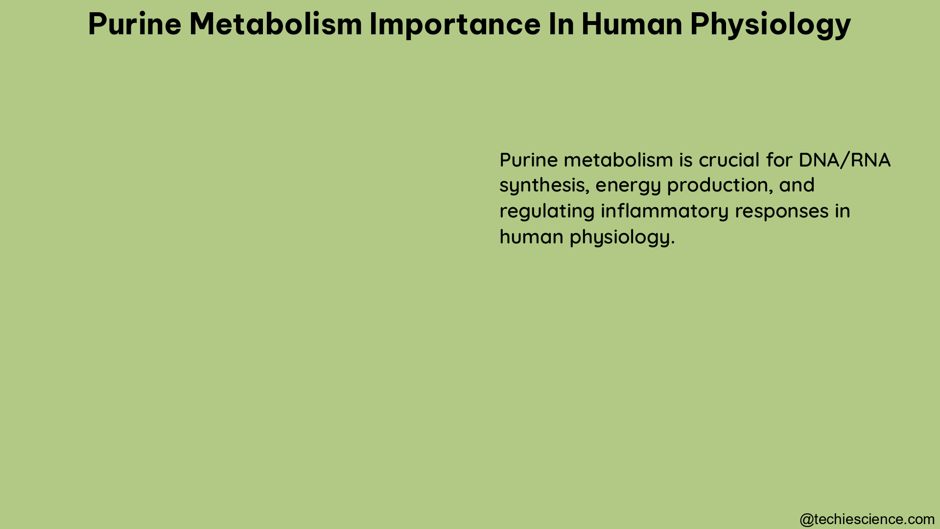 purine metabolism importance in human physiology