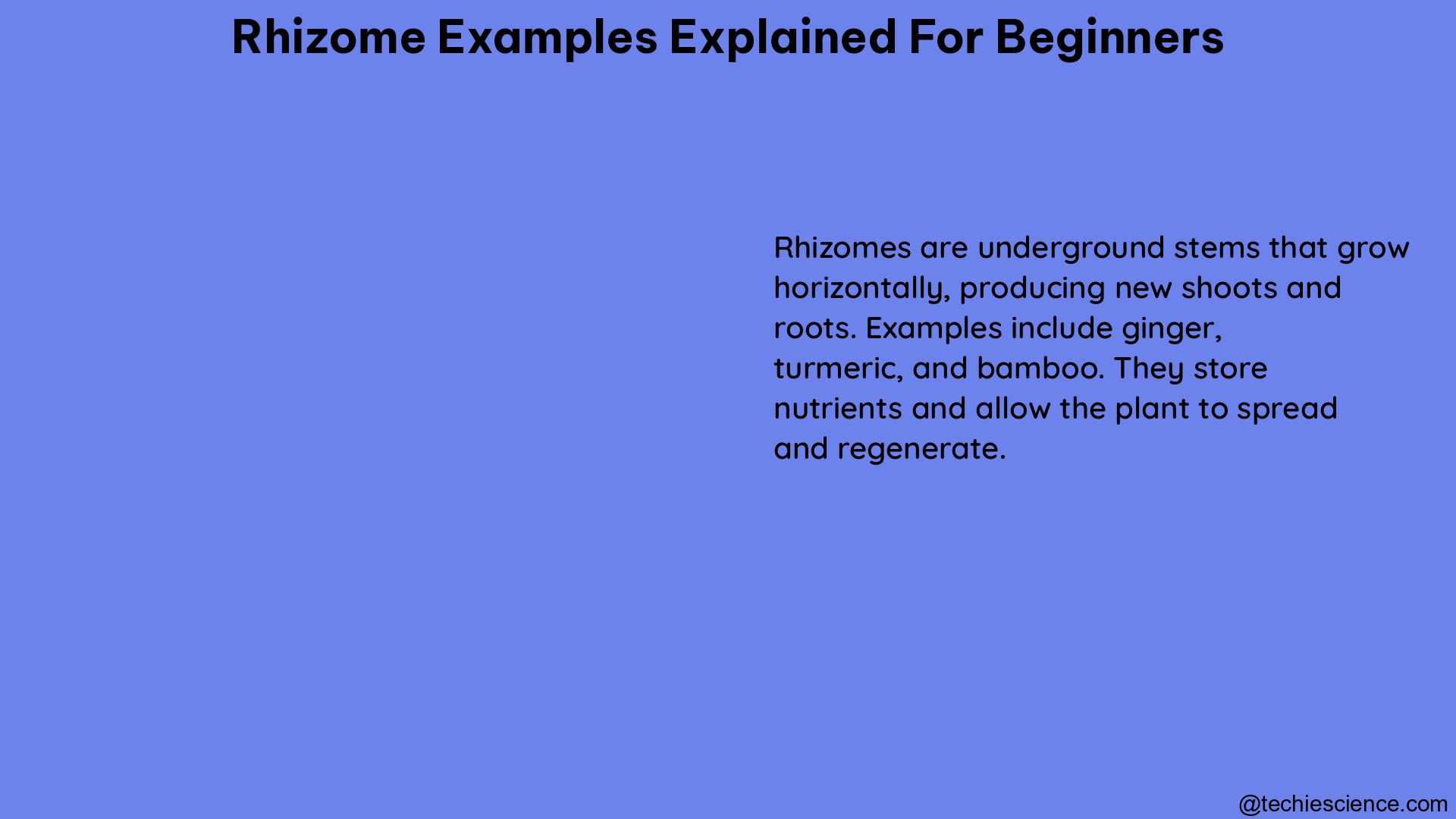 rhizome examples explained for beginners