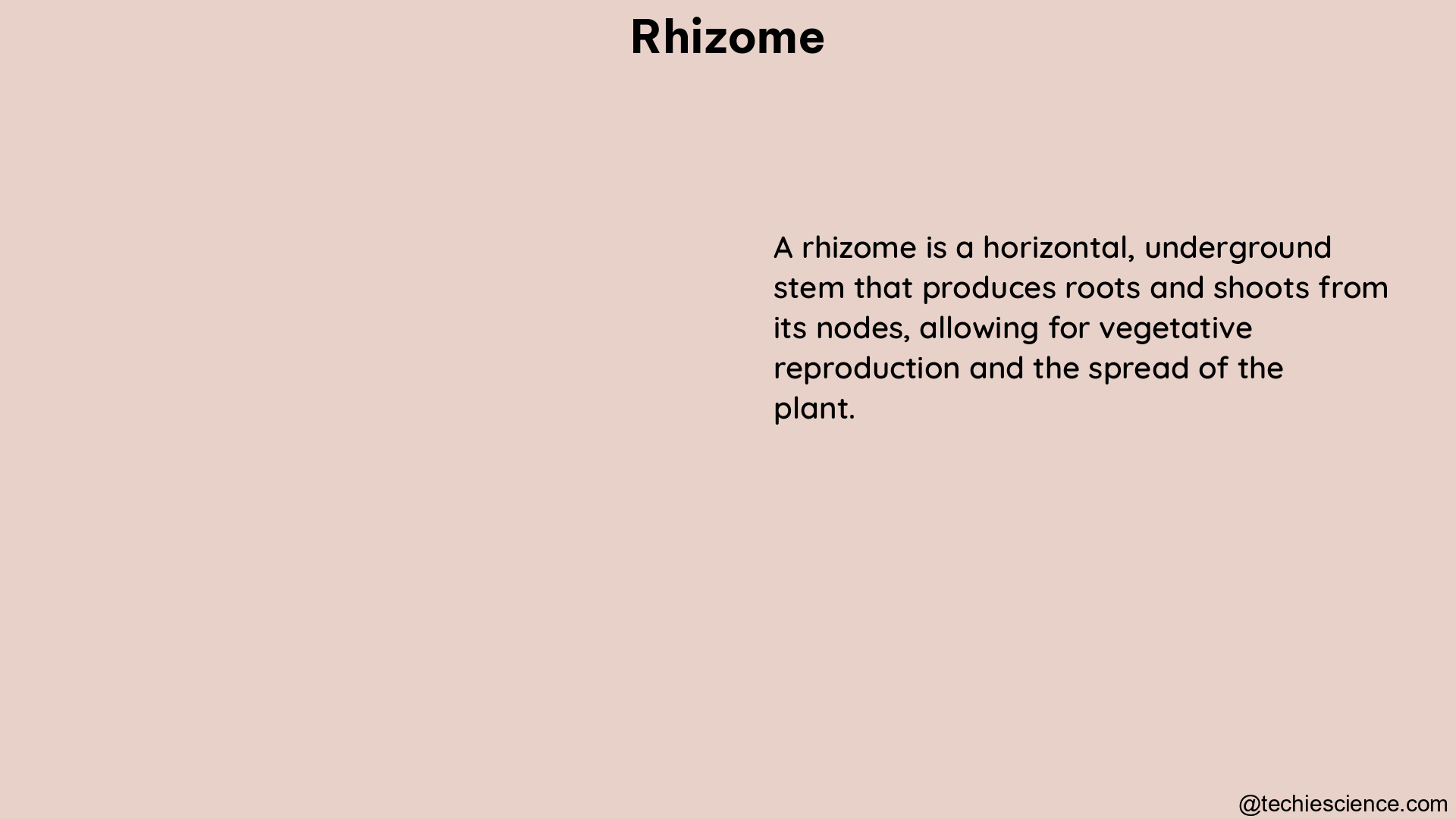 rhizome