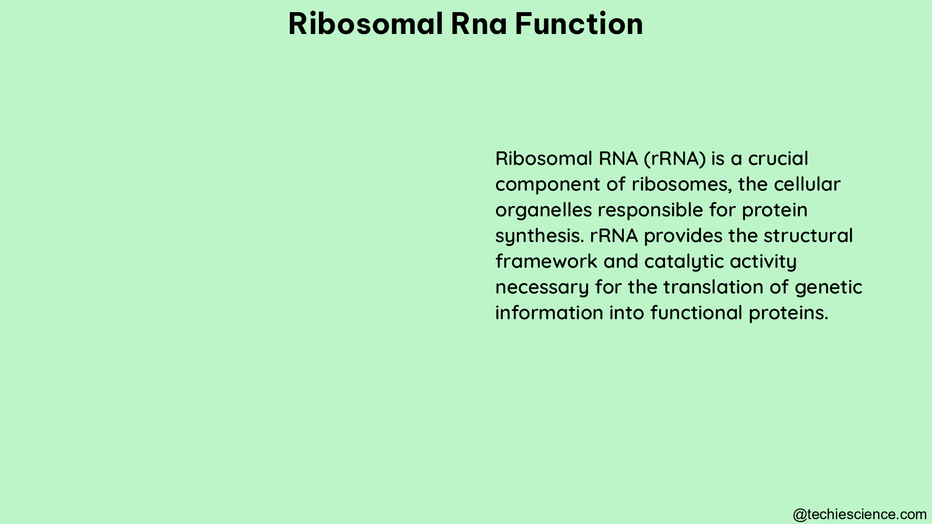 ribosomal rna function