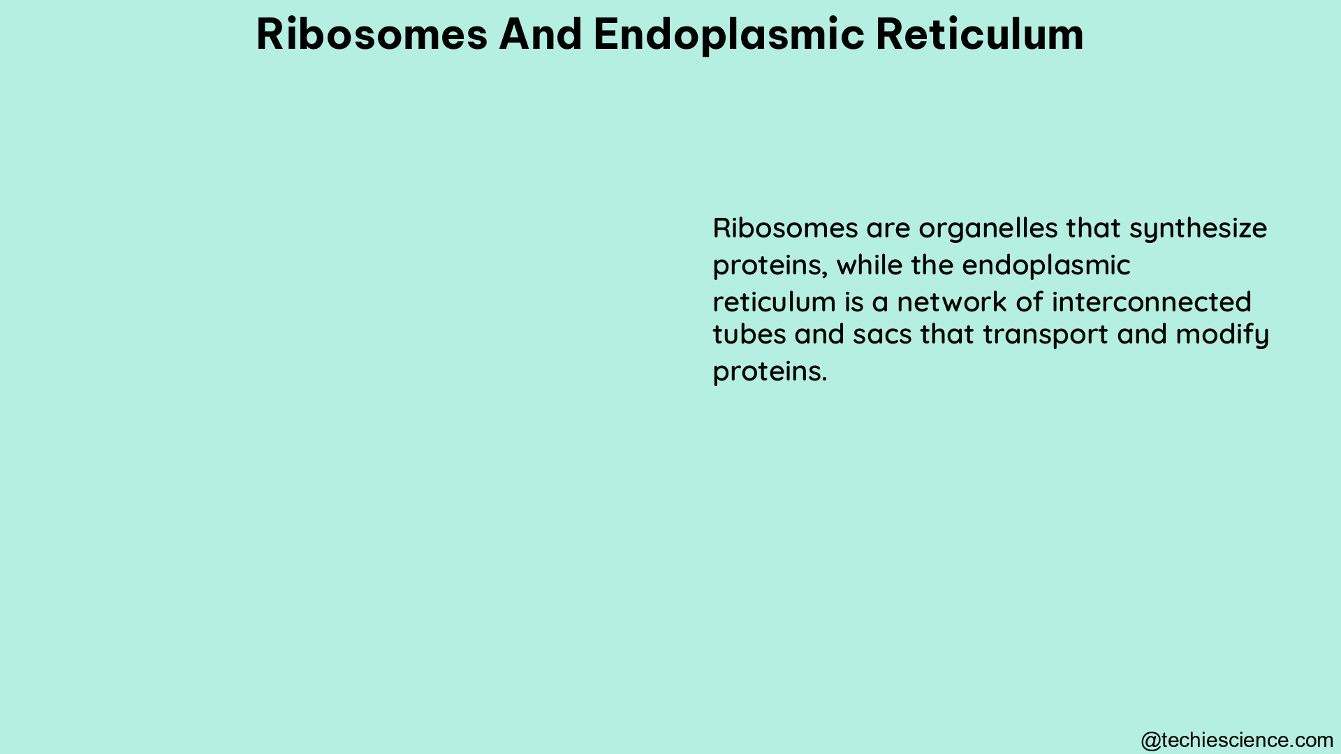 ribosomes and endoplasmic reticulum