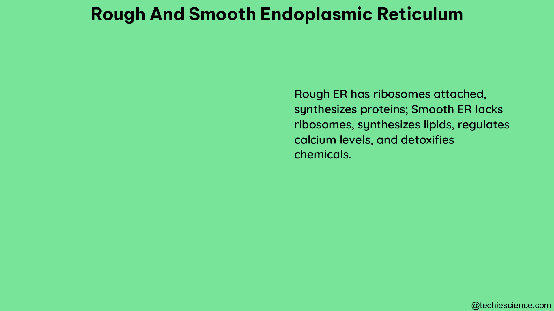 rough and smooth endoplasmic reticulum