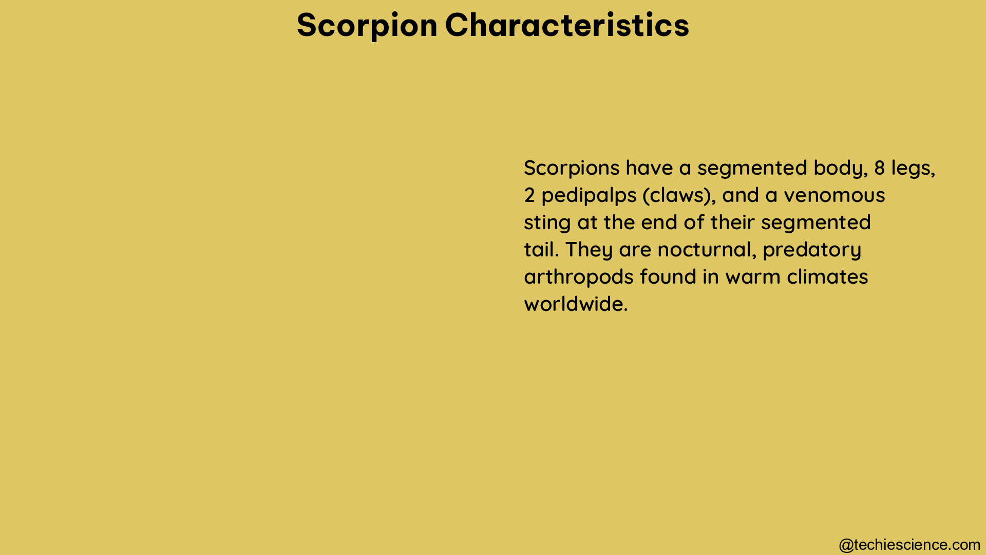 scorpion characteristics