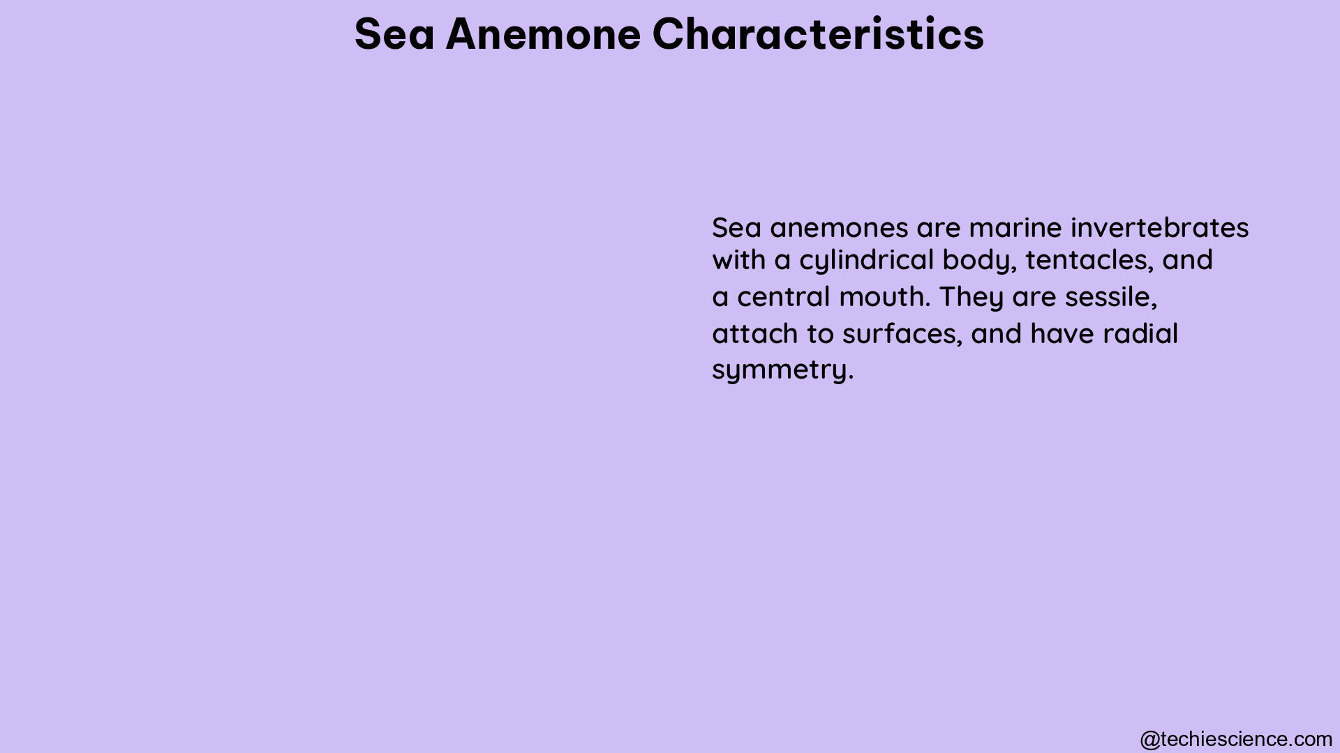 sea anemone characteristics