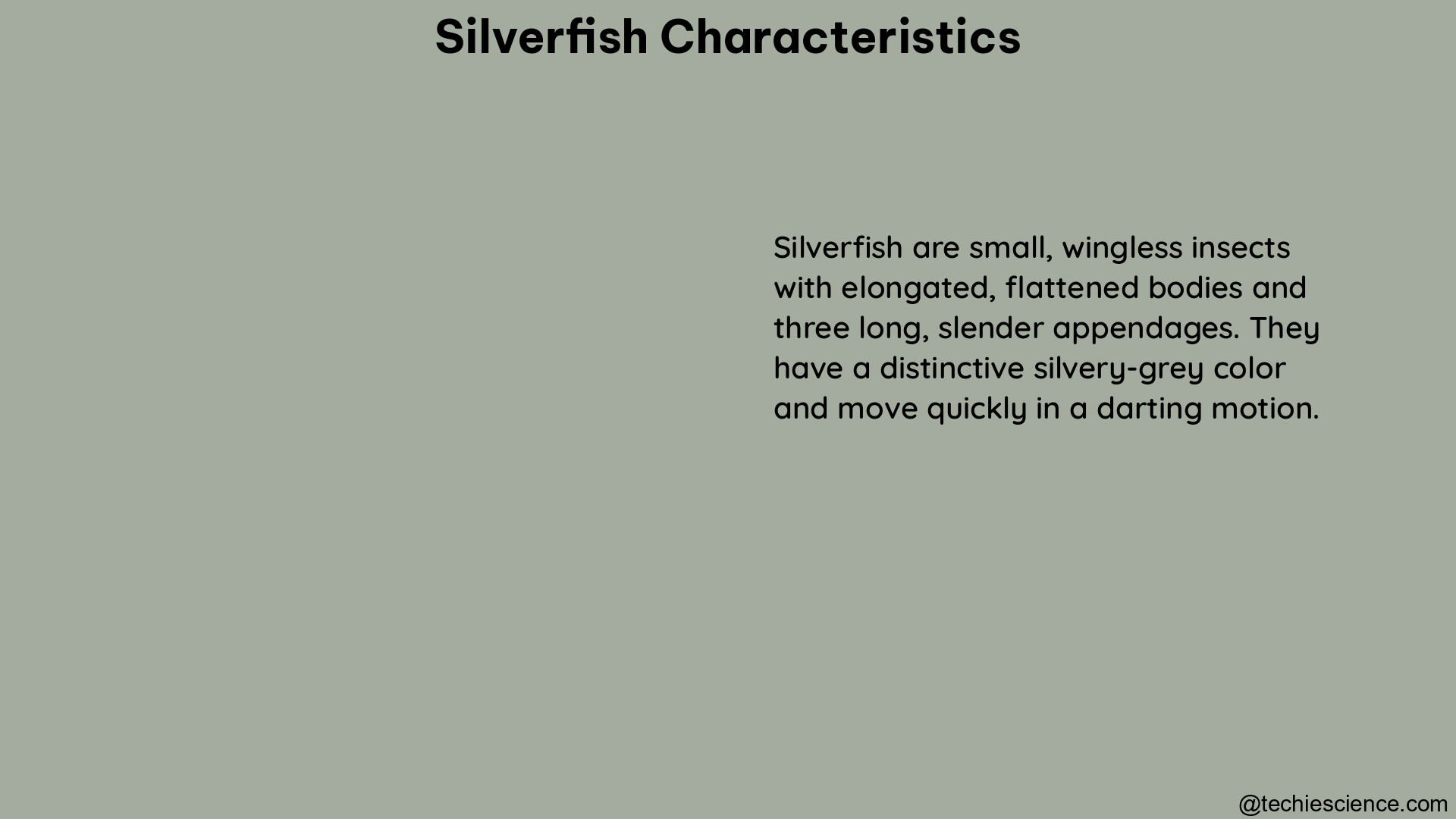 silverfish characteristics