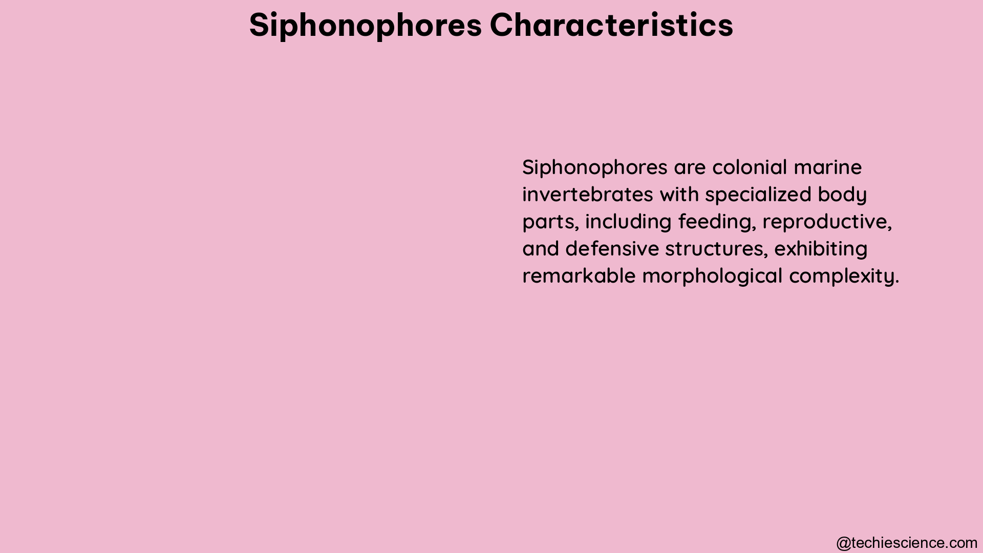 siphonophores characteristics