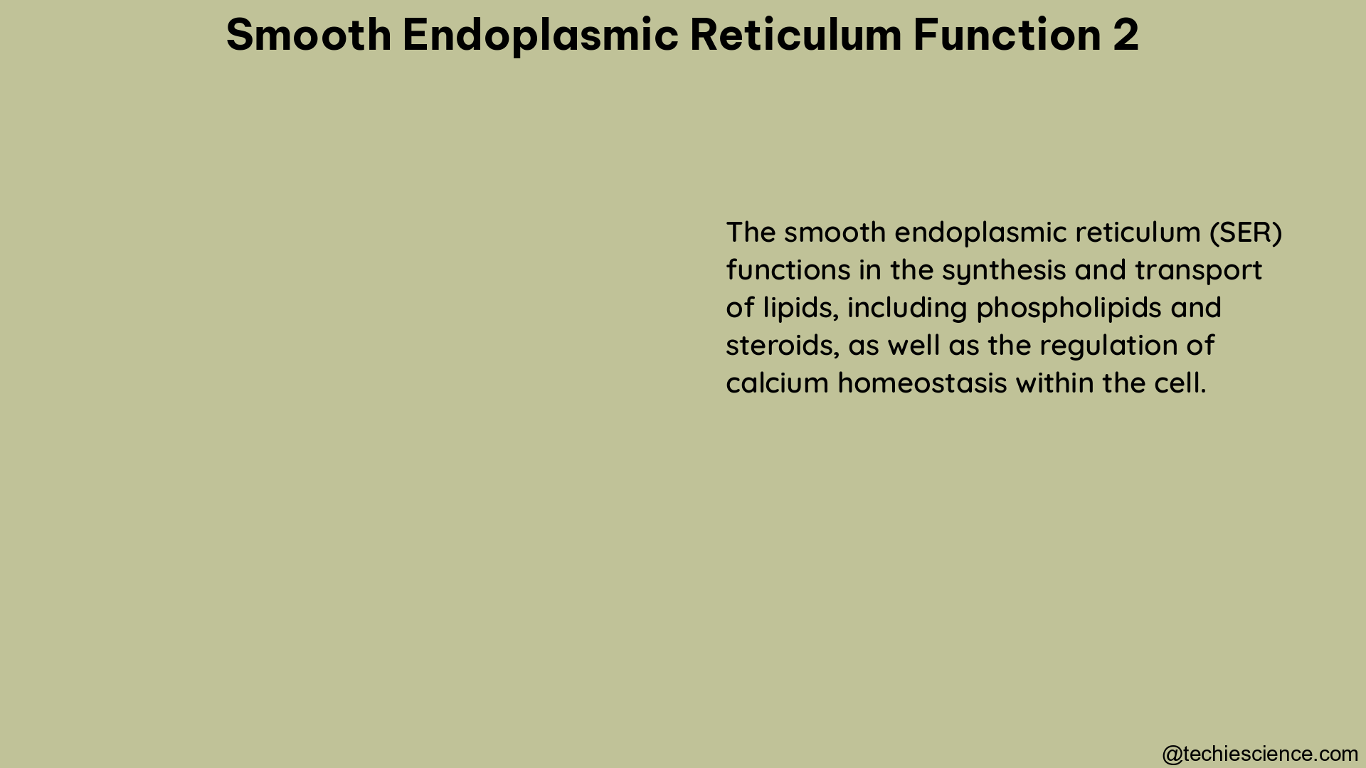 smooth endoplasmic reticulum function 2