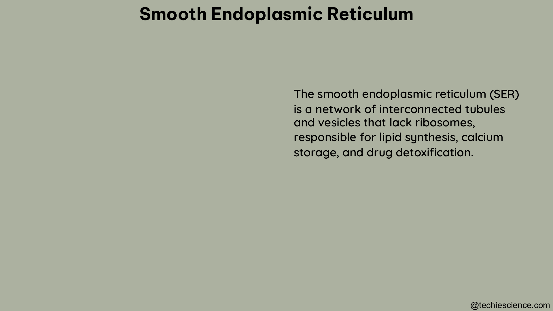 smooth endoplasmic reticulum