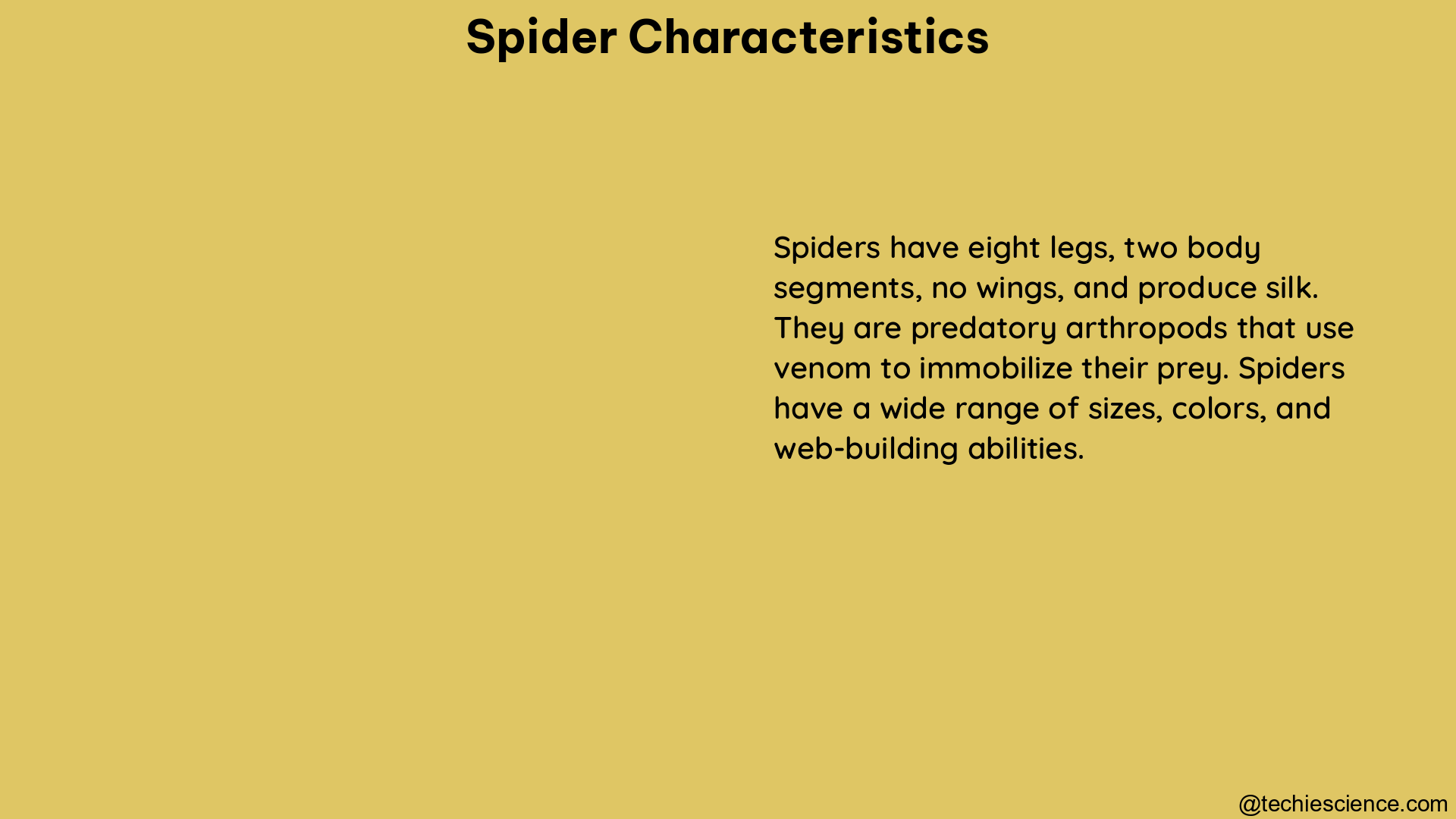 spider characteristics 1