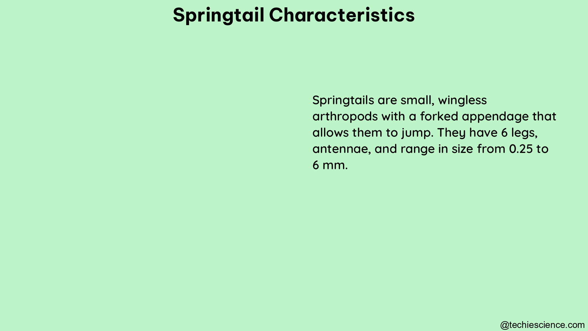 springtail characteristics