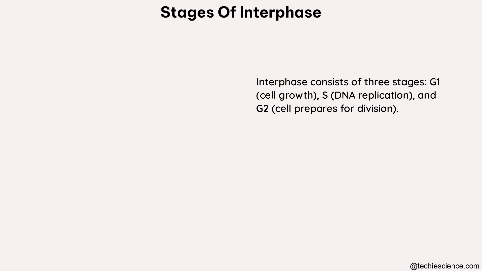 stages of interphase