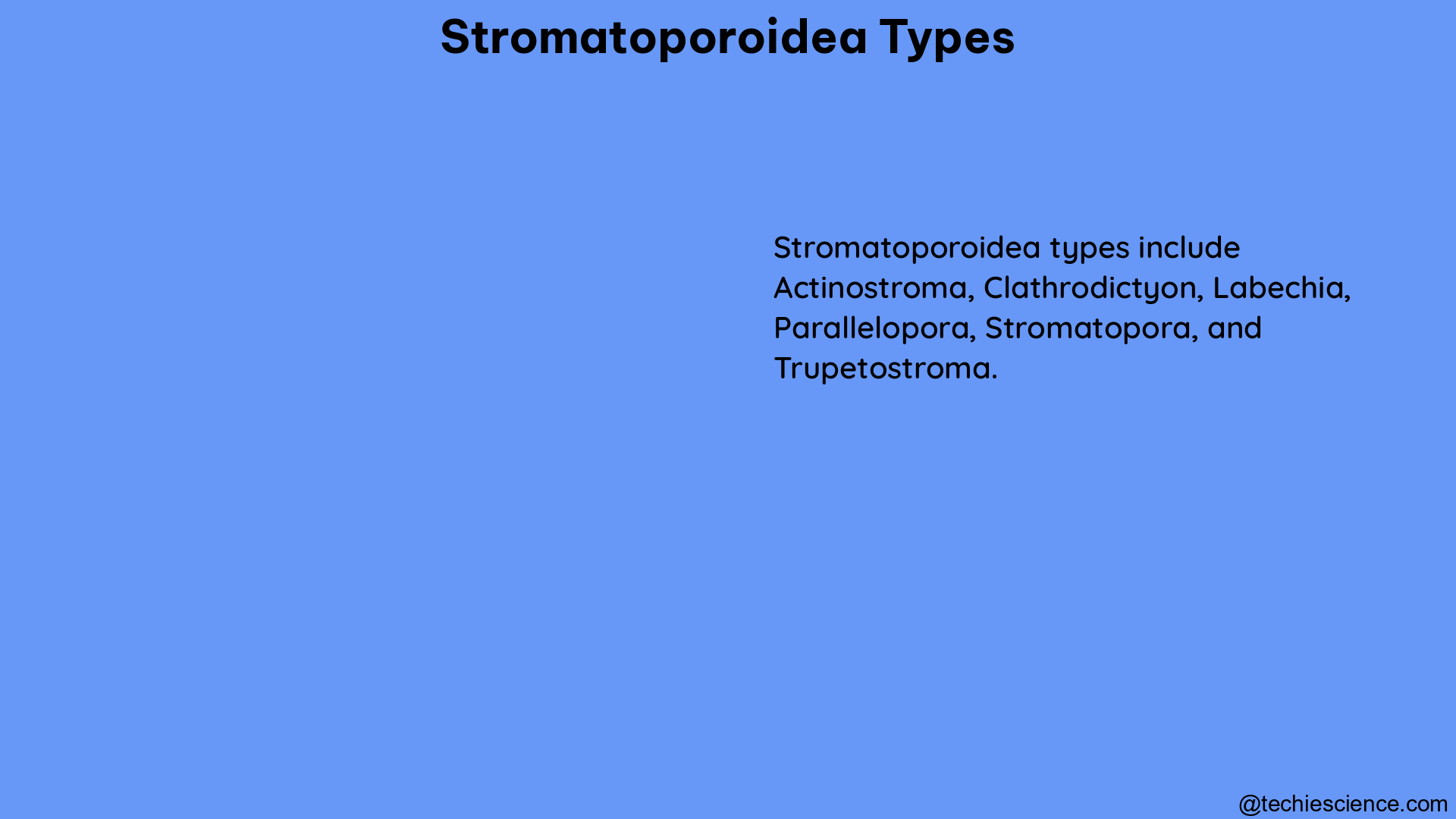 stromatoporoidea types