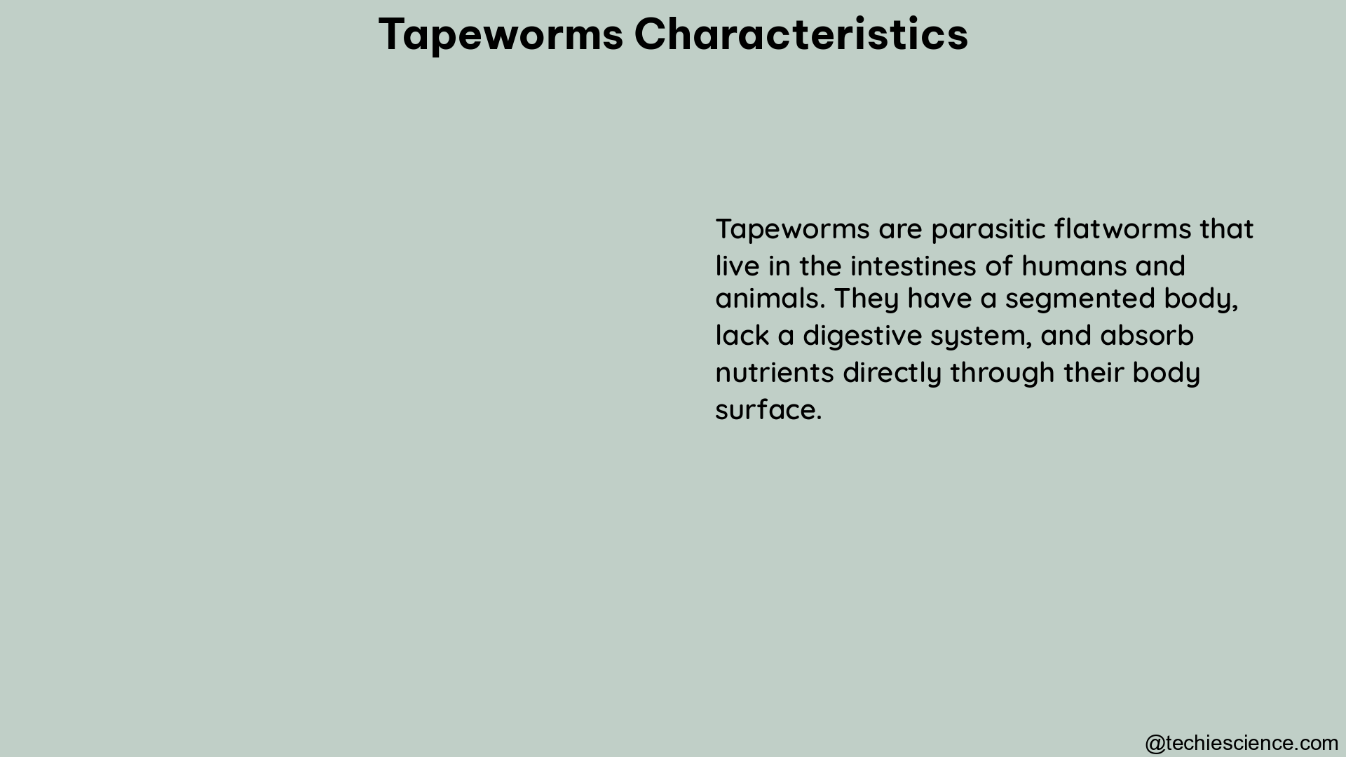 tapeworms characteristics