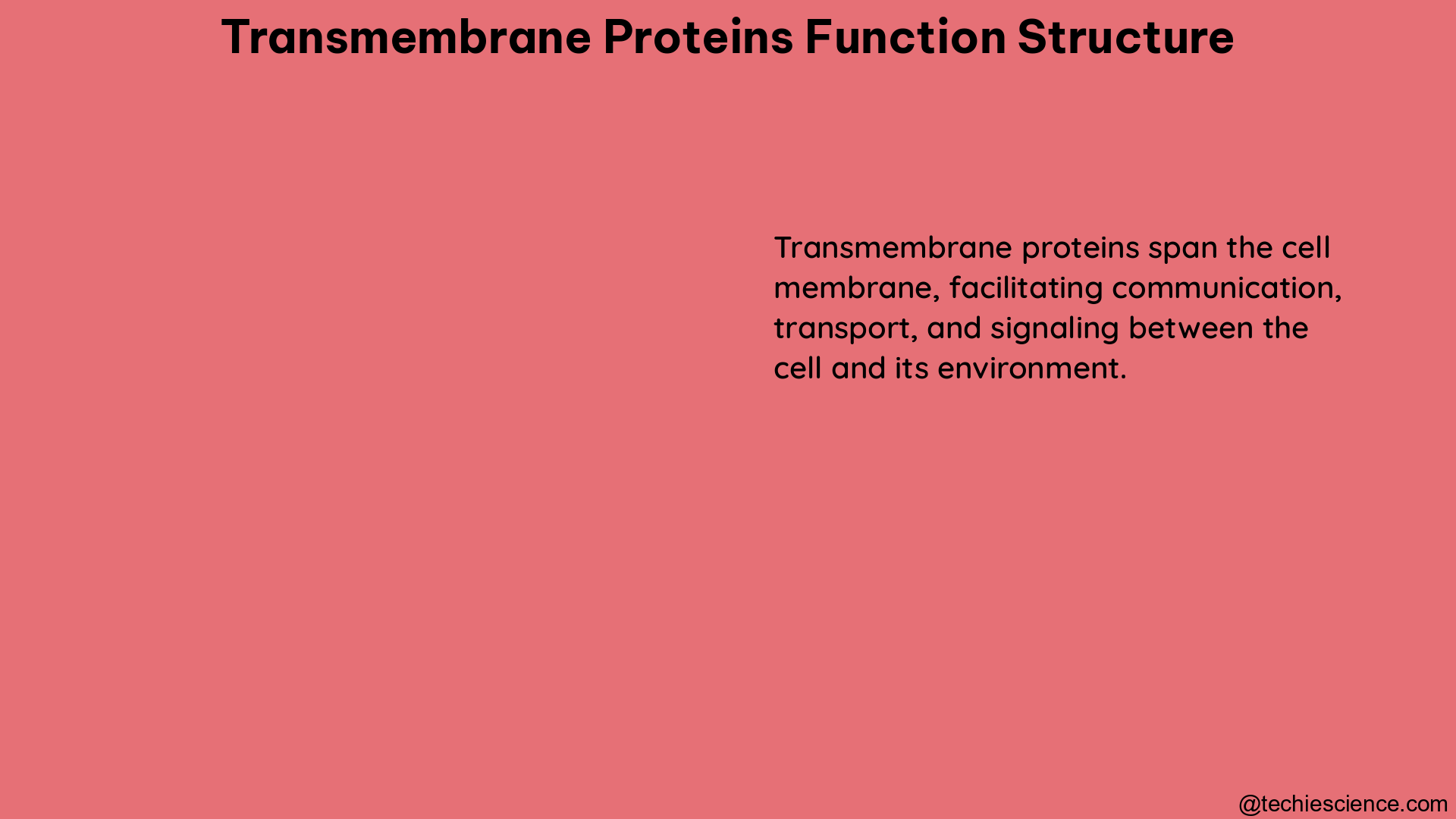 transmembrane proteins function structure