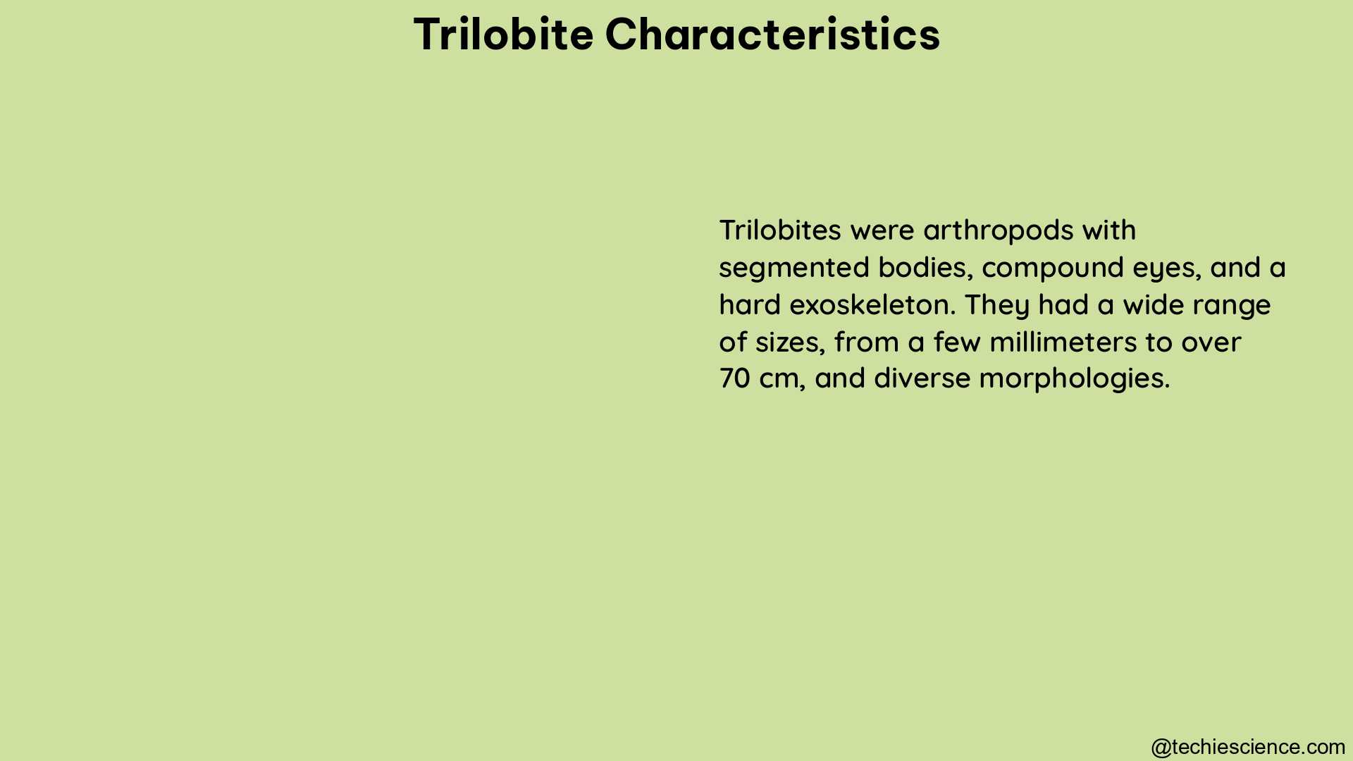 trilobite characteristics