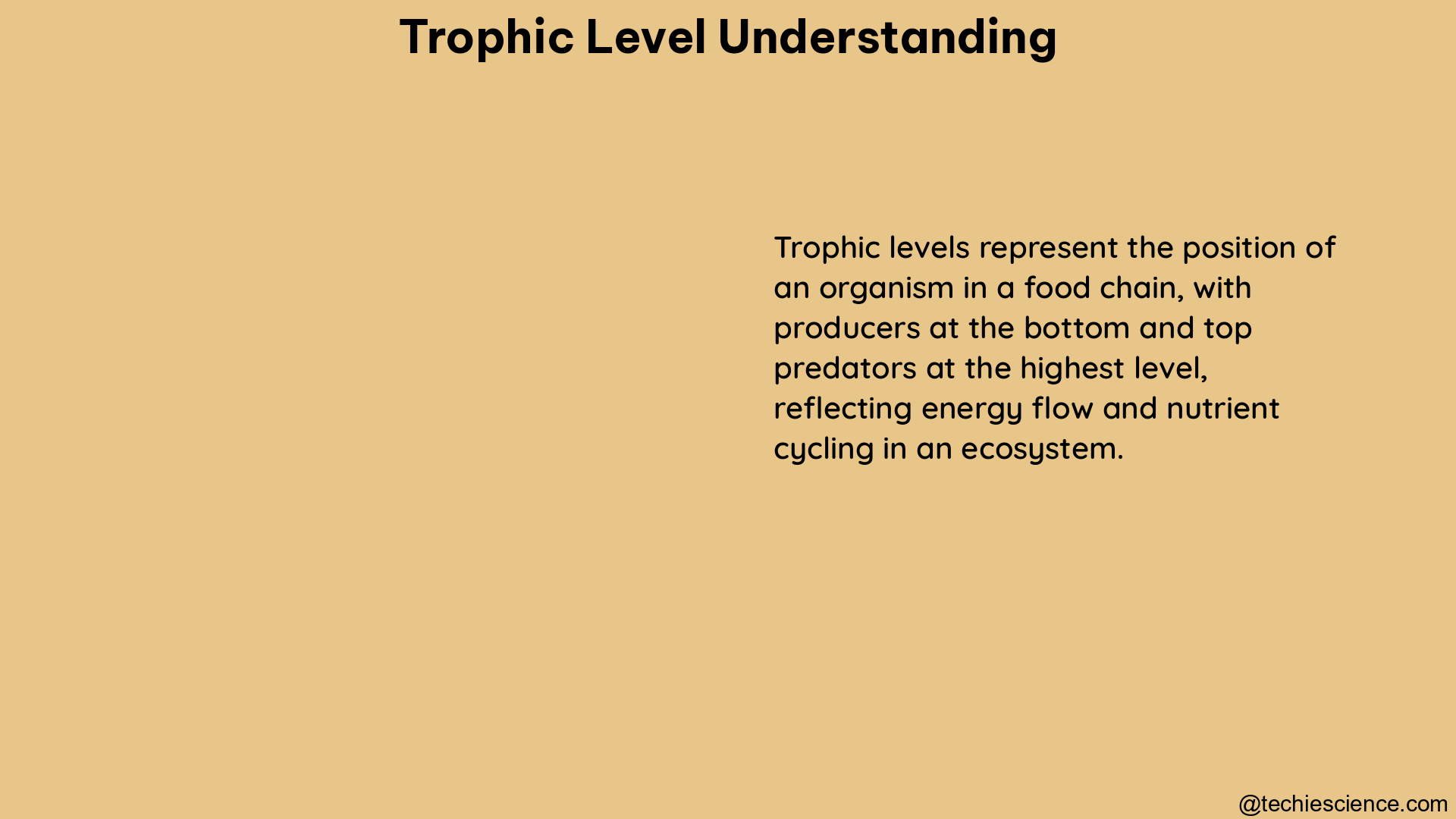 trophic level understanding