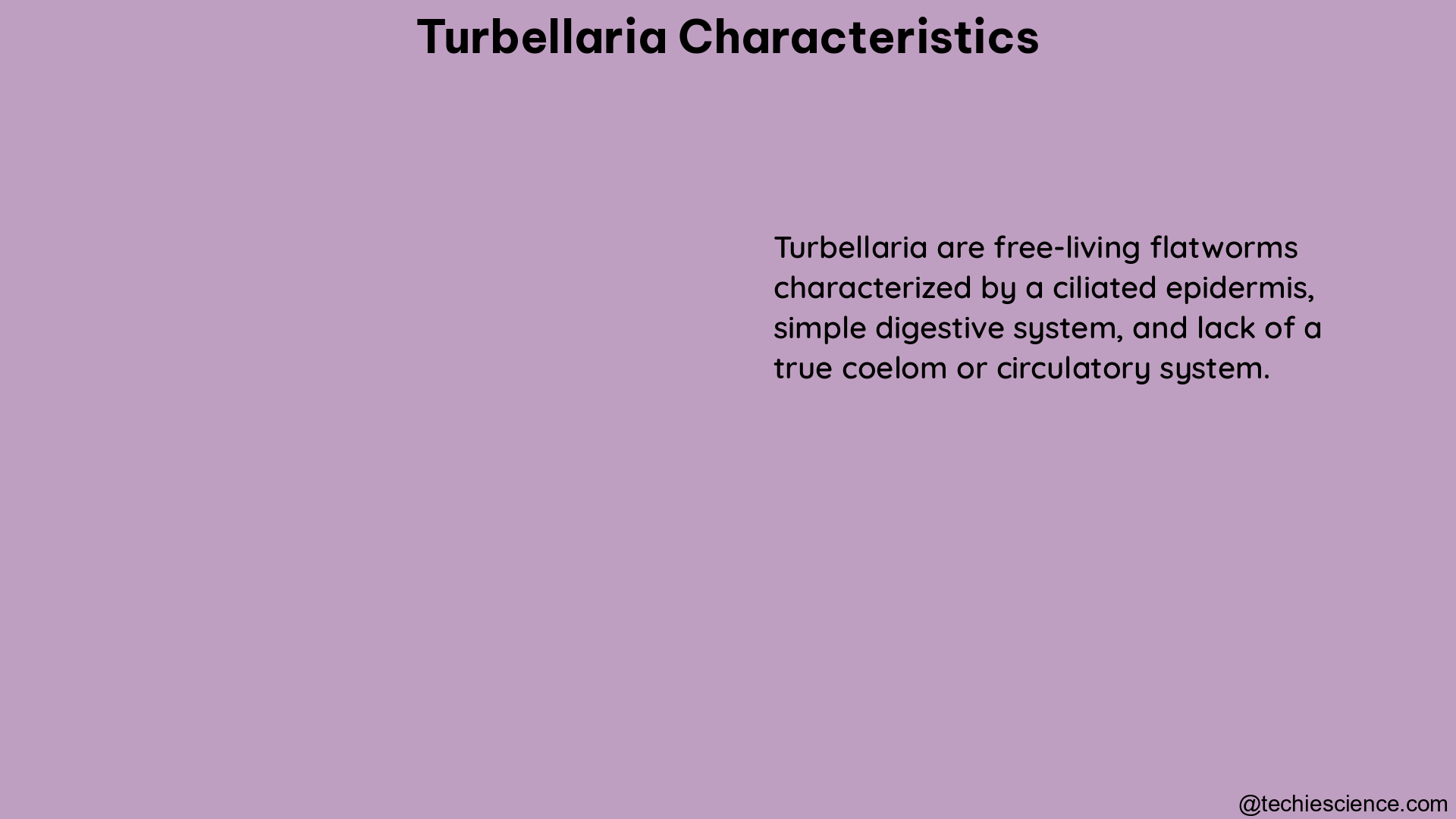 turbellaria characteristics