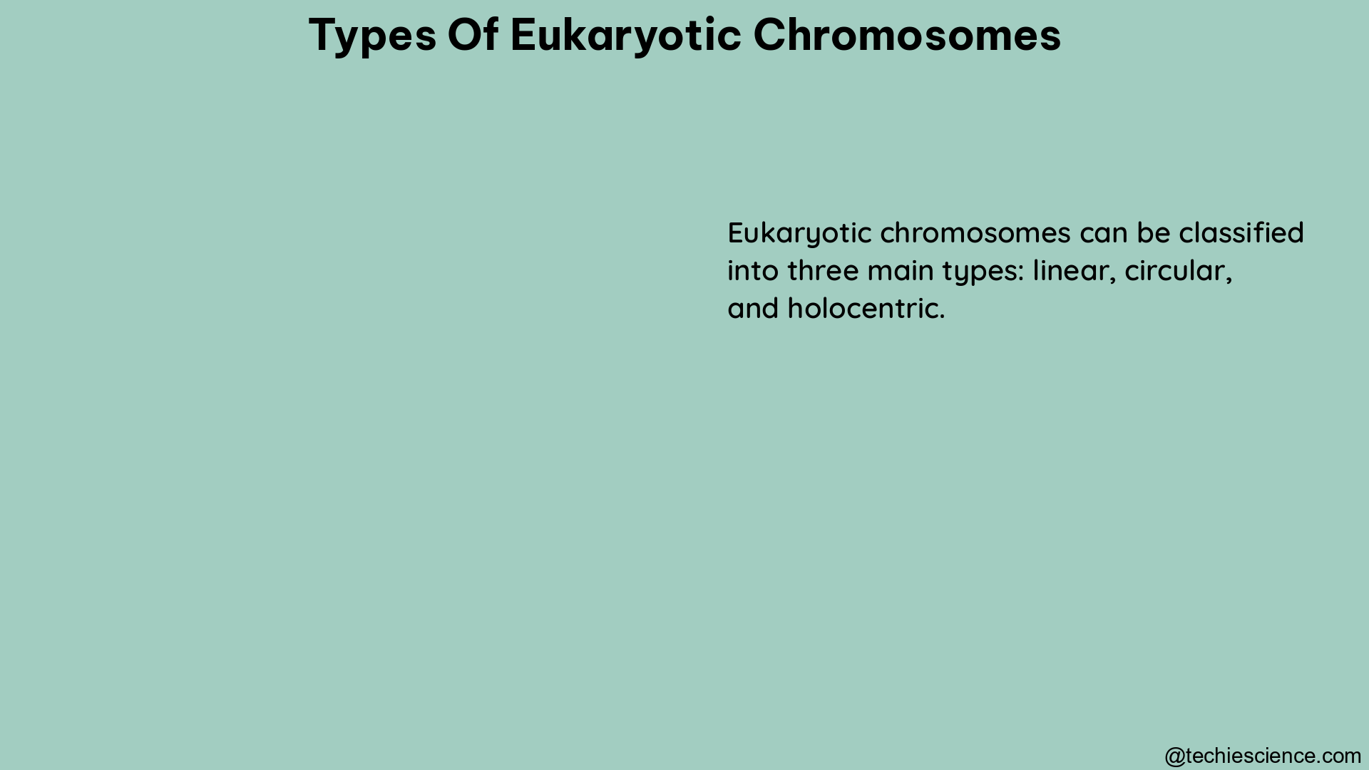 types of eukaryotic chromosomes