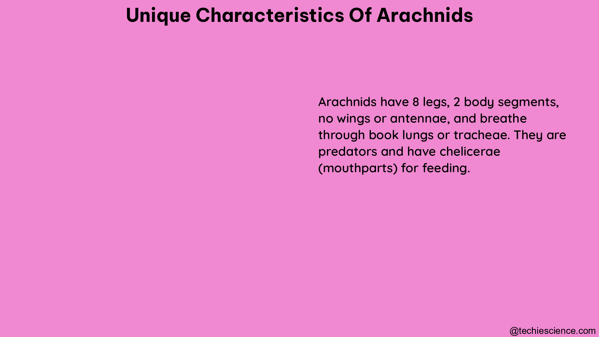 unique characteristics of arachnids