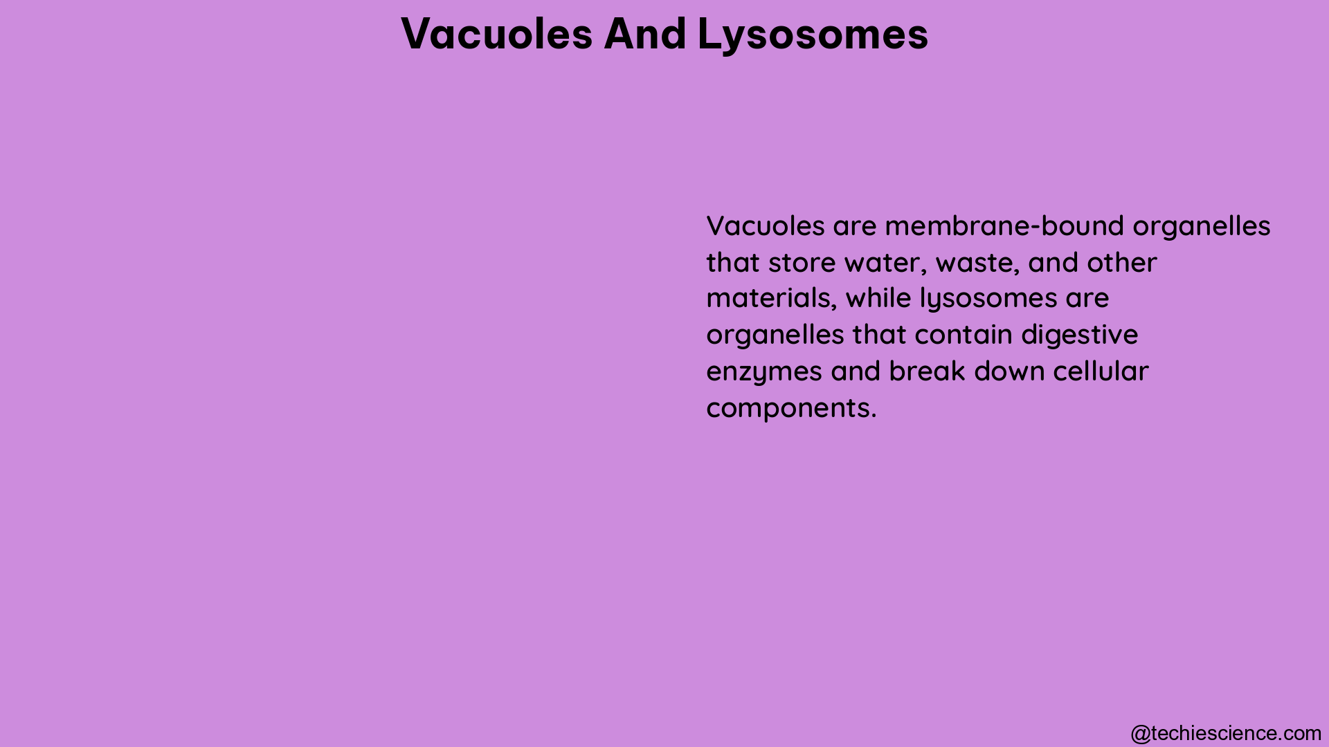 vacuoles and lysosomes 1