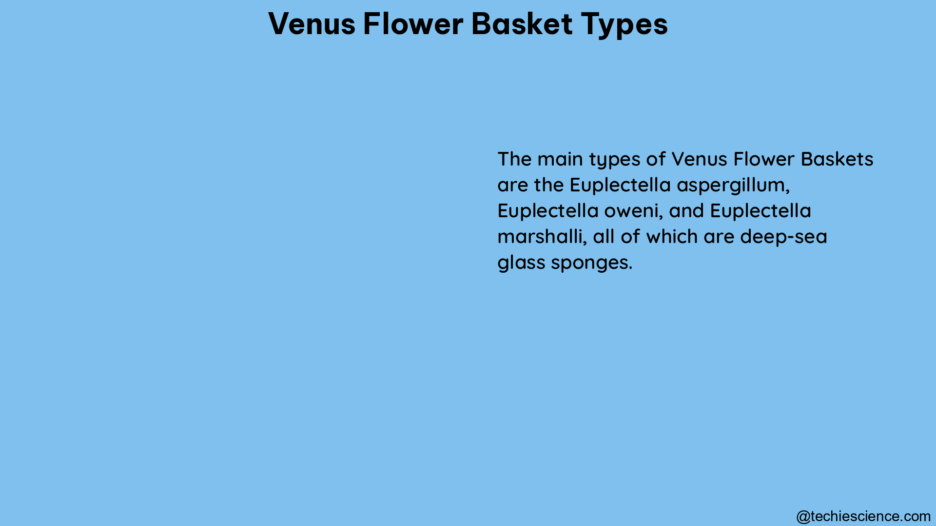 venus flower basket types