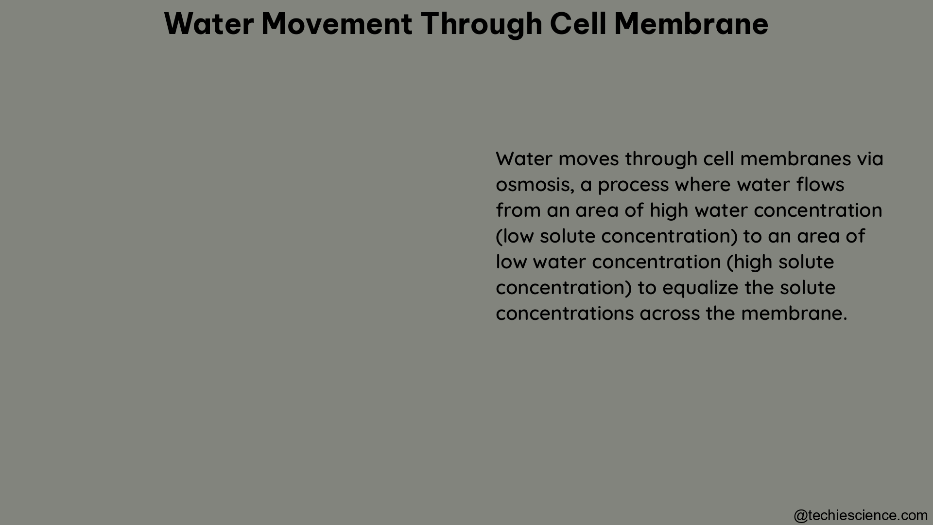 water movement through cell membrane