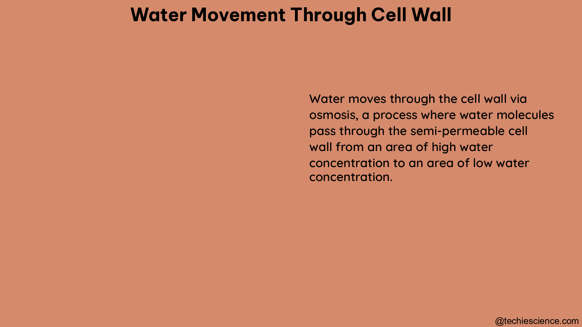 water movement through cell wall