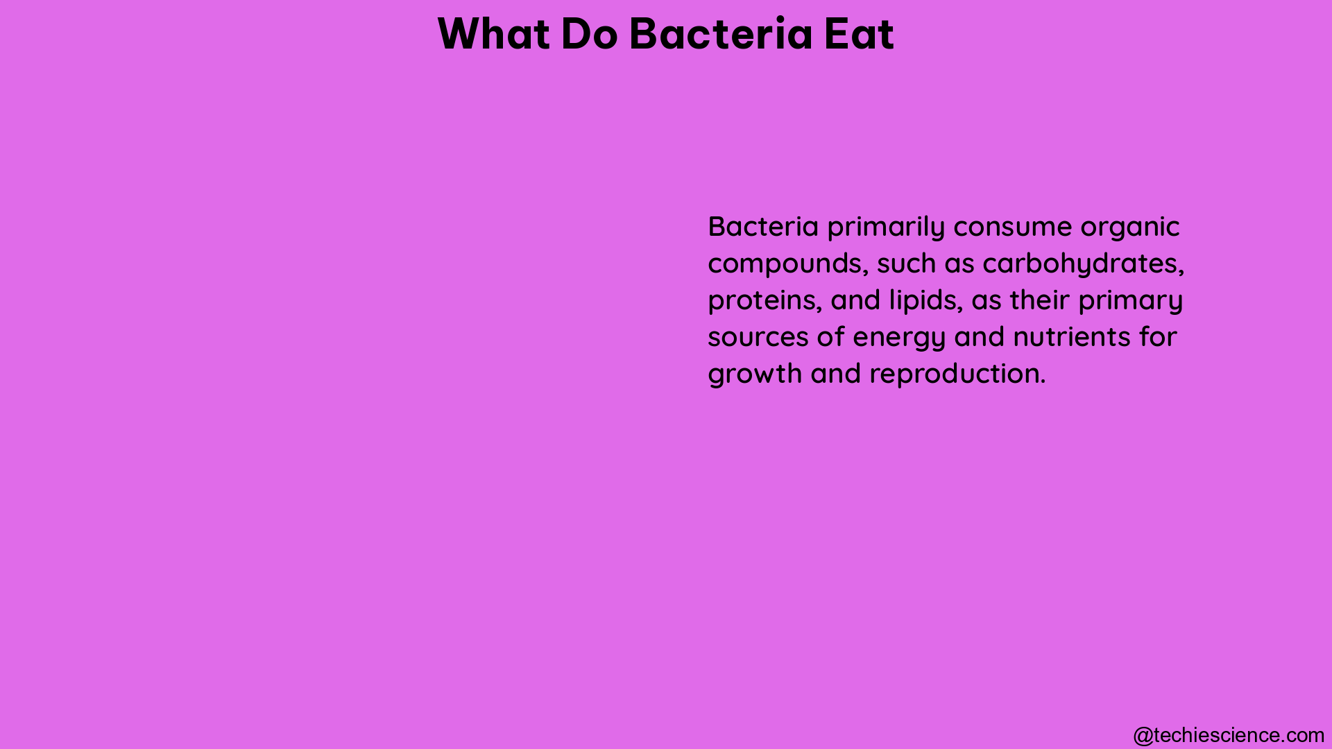 what do bacteria eat