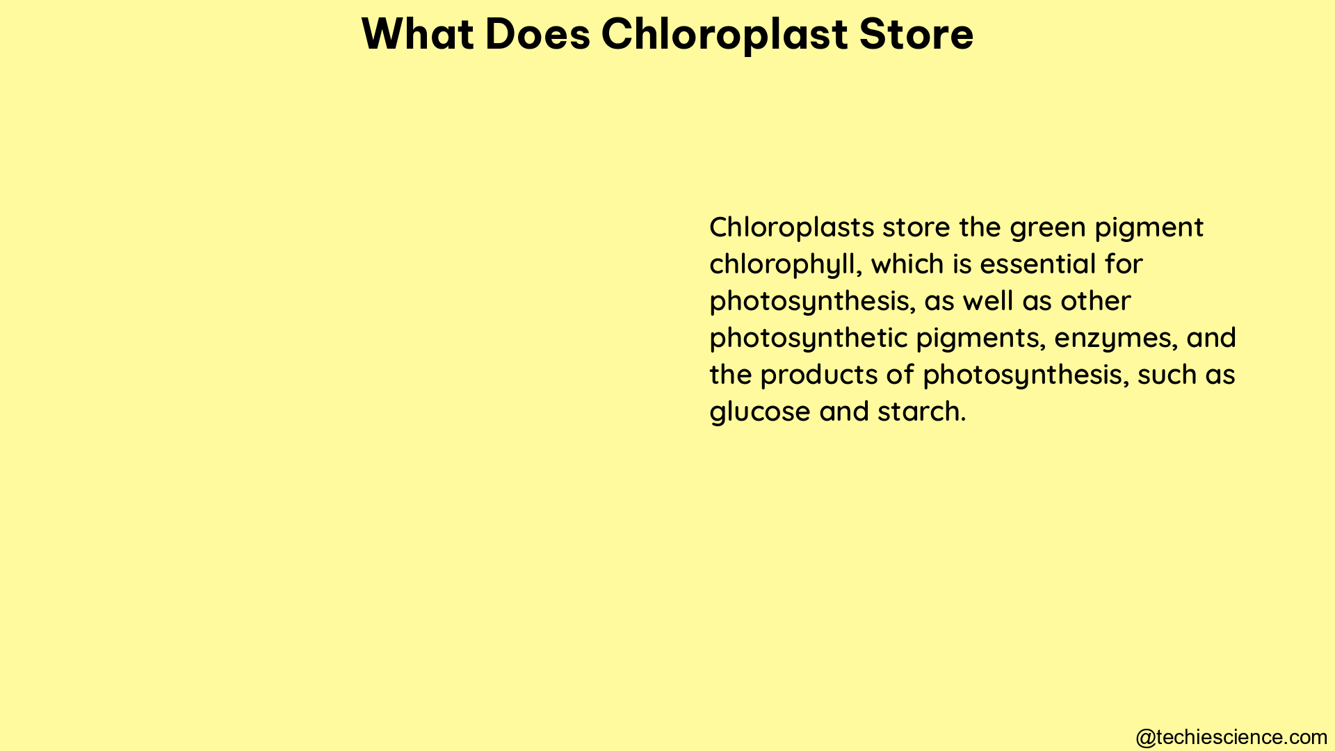 what does chloroplast store