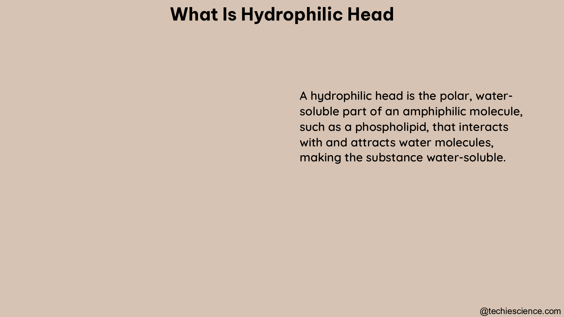 what is hydrophilic head