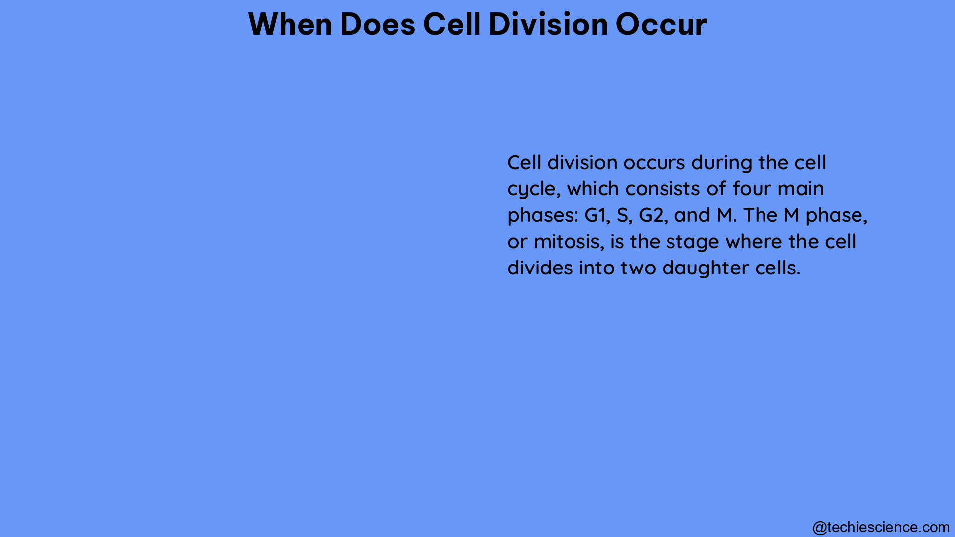 when does cell division occur